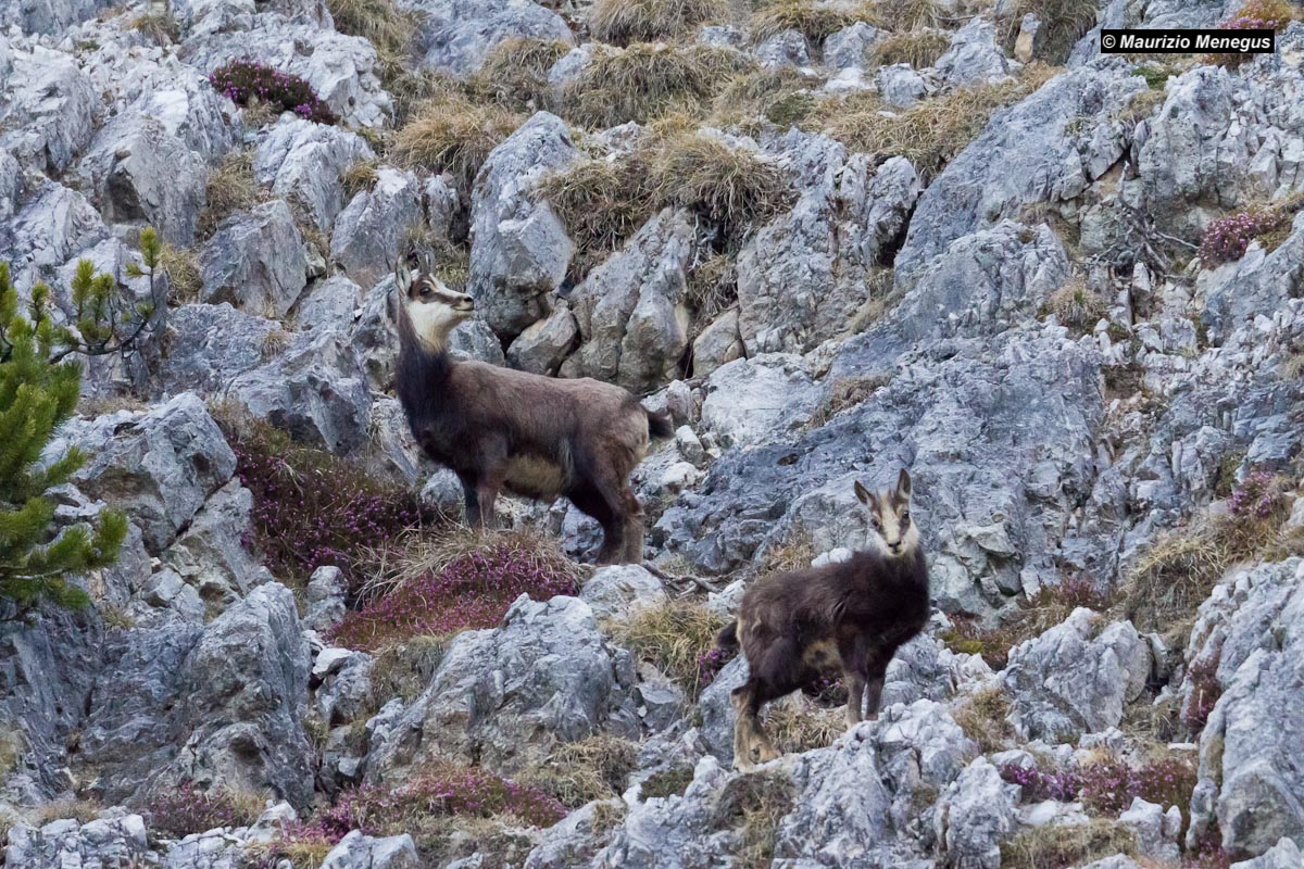 Camosci, femmina e piccolo