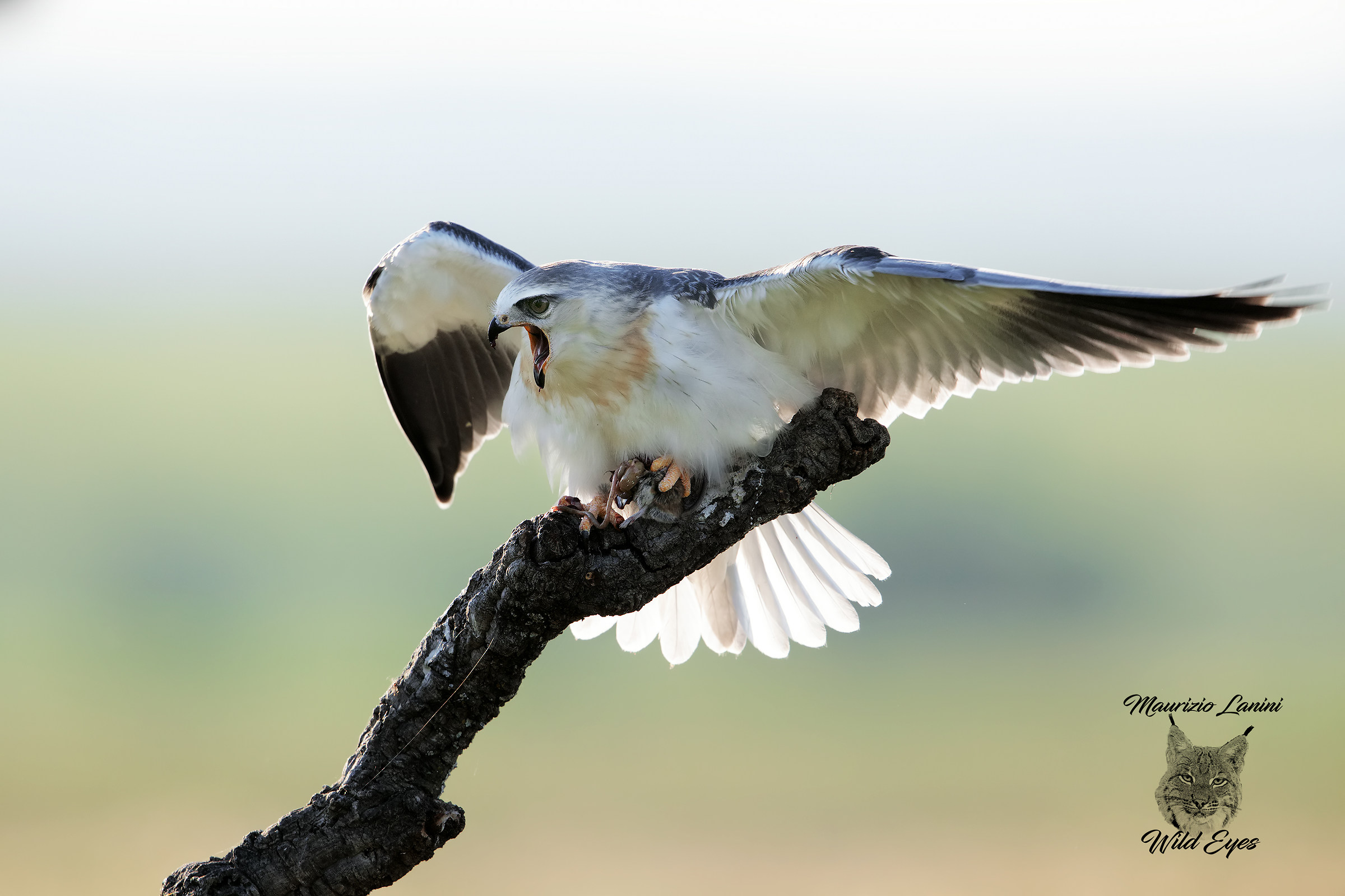 In defense of the prey