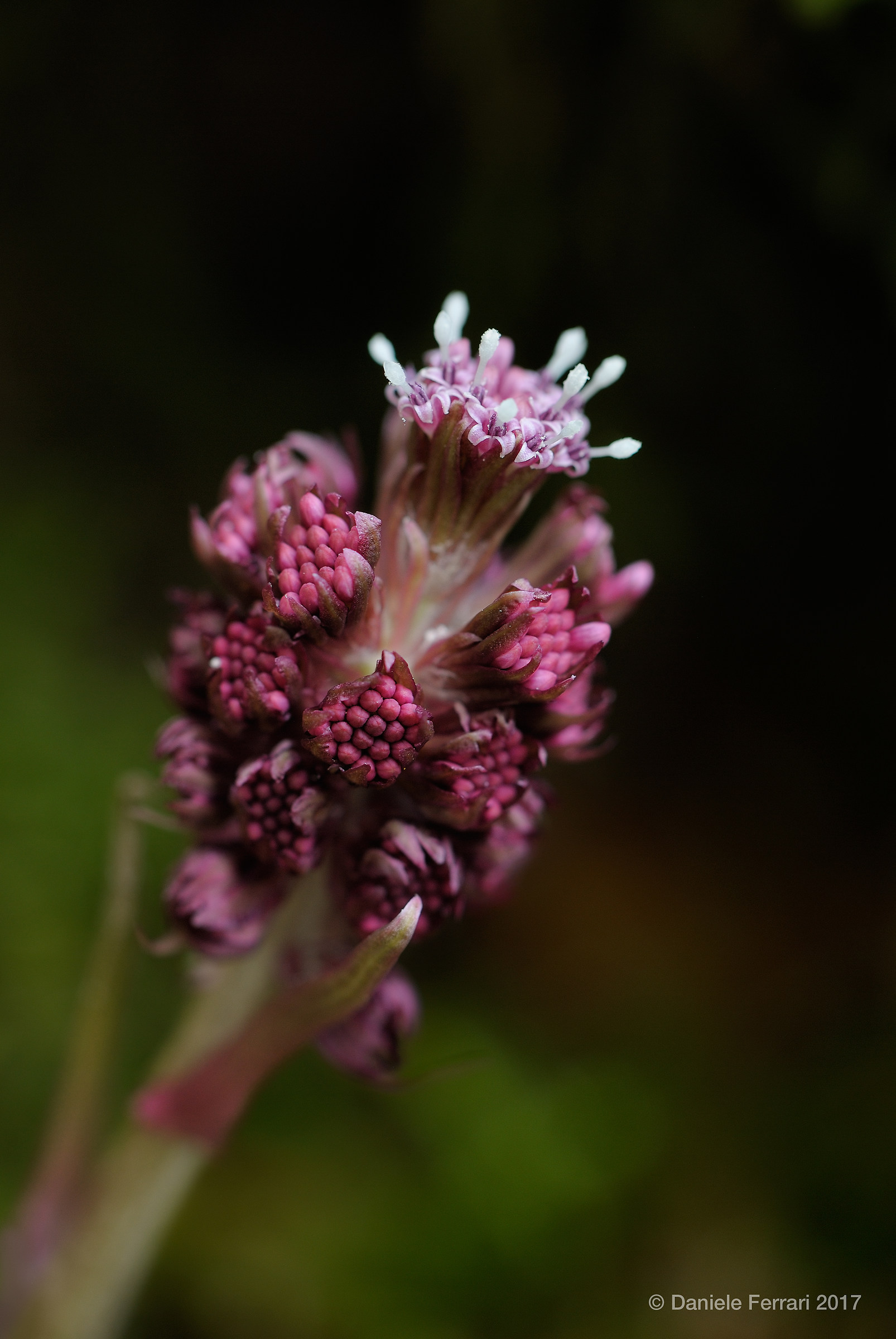 Petasites sp.