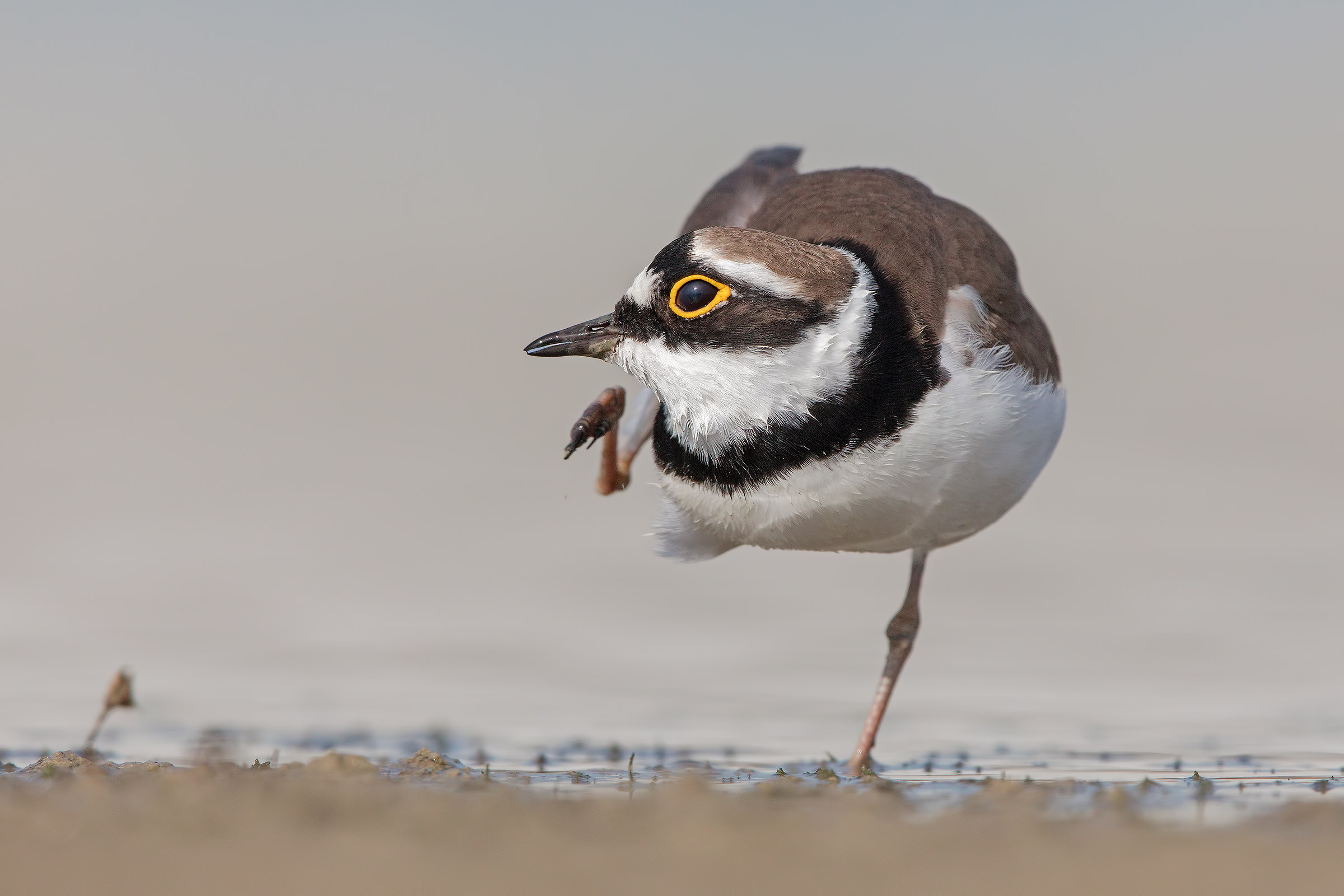 little Ringed Plover