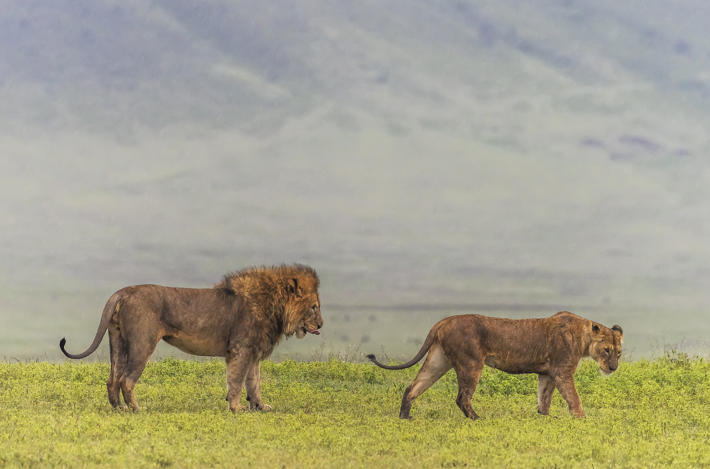 Tanzania 2017 - Uhmmm! dove vai bella !!