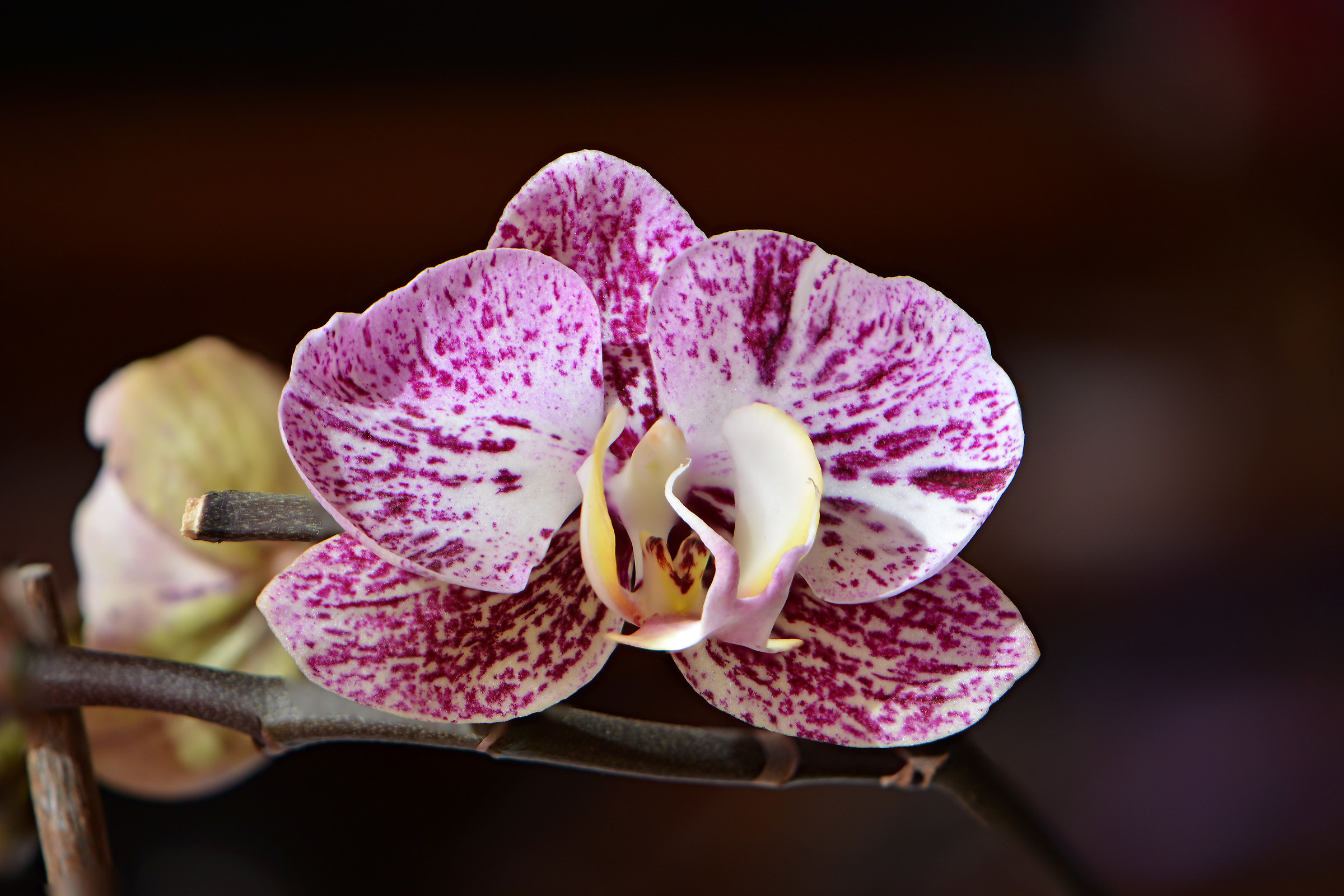 orchid