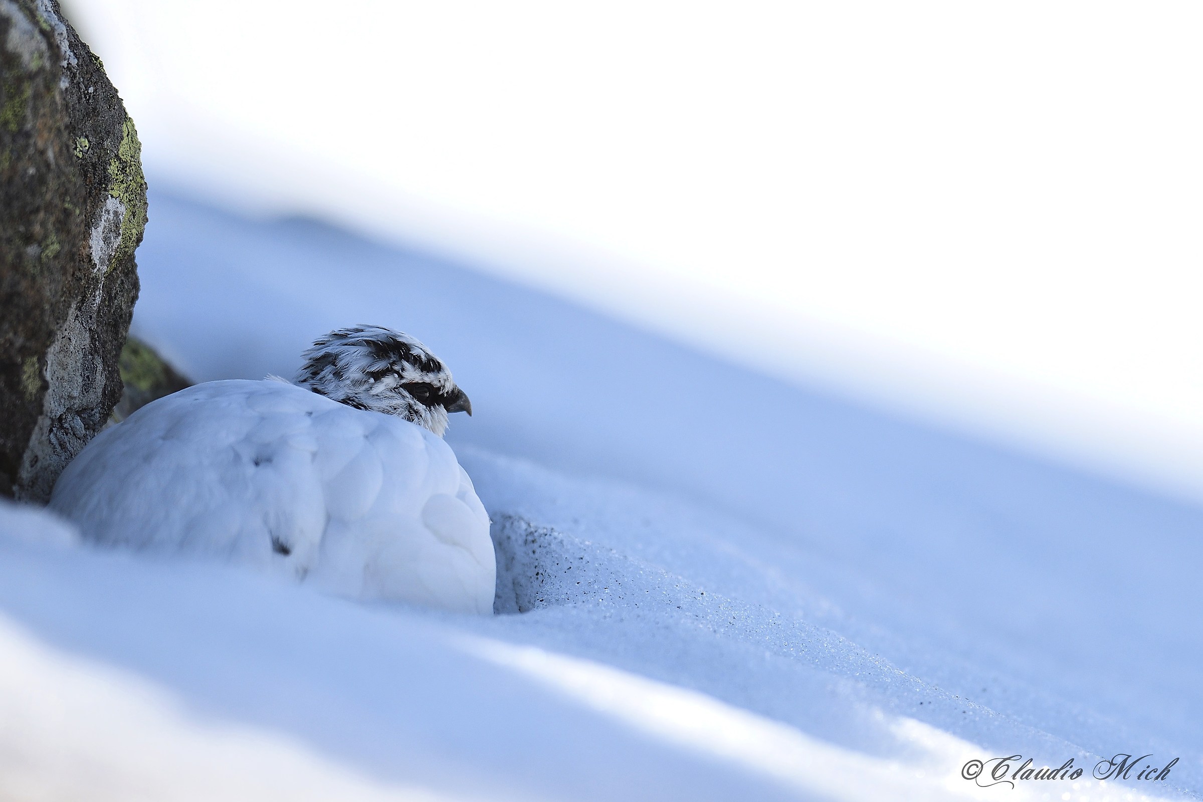 Tra neve e rocce!  Pernice bianca