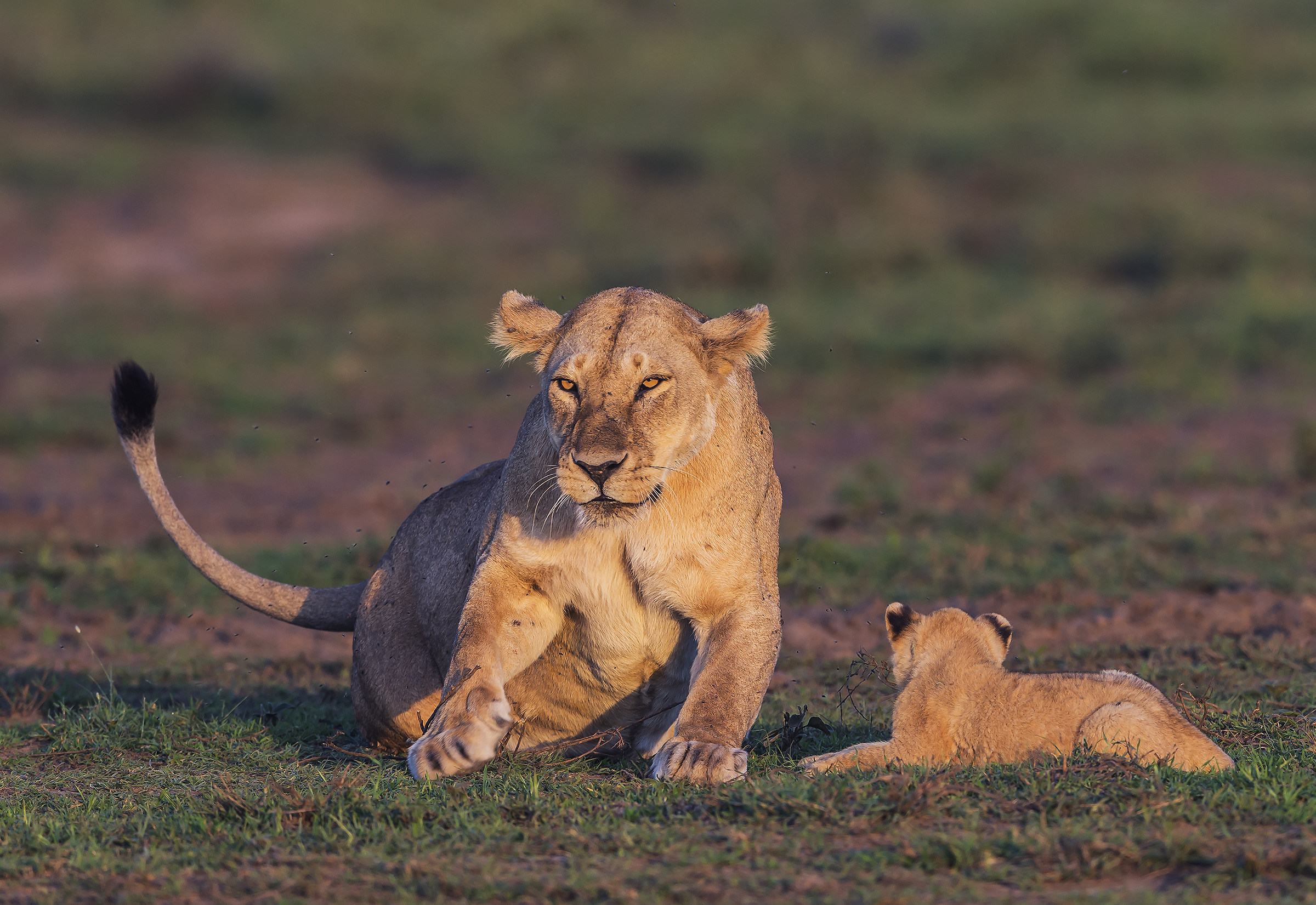 Tanzania 2017 - Felini