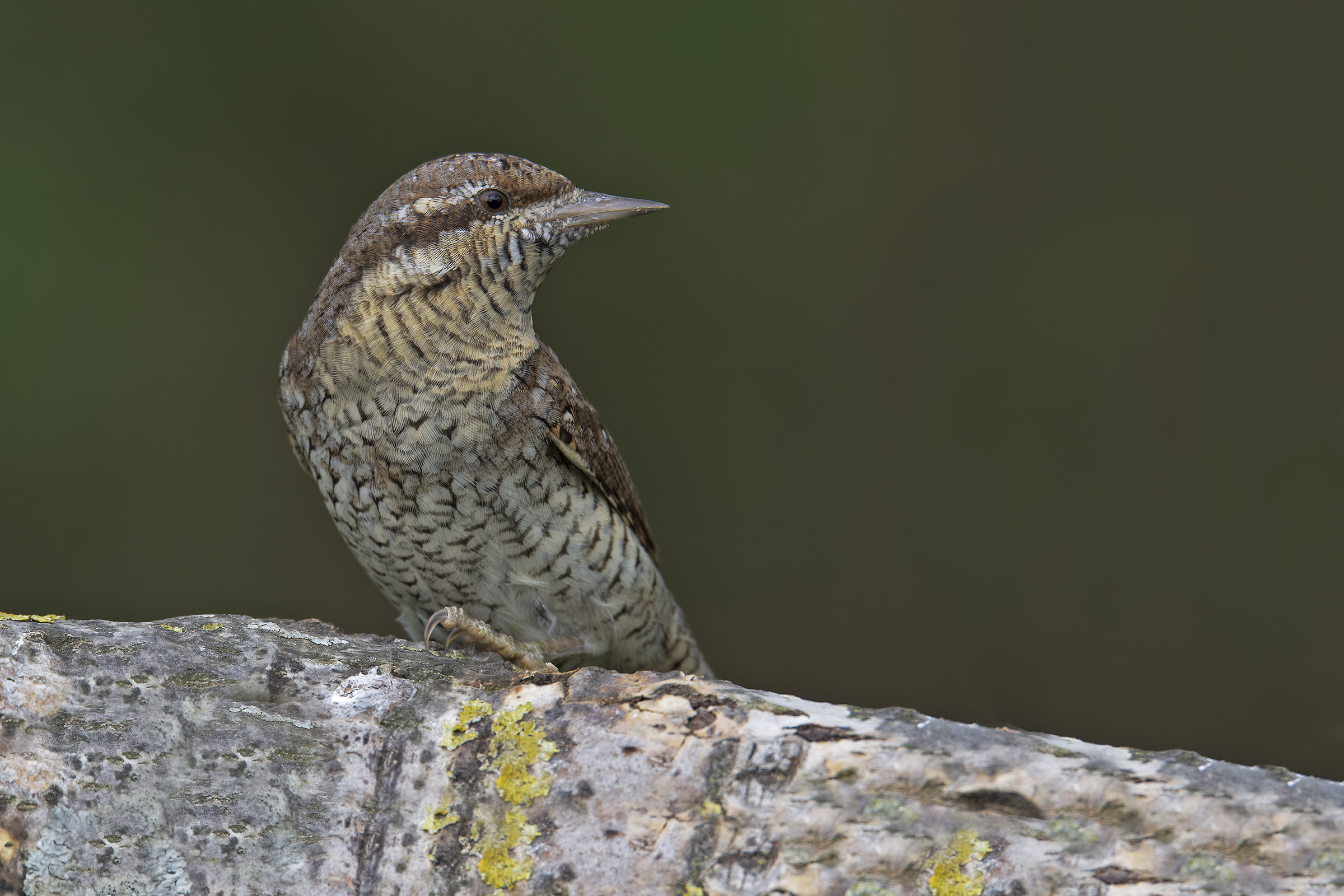 torticollis (Jynx torquilla)