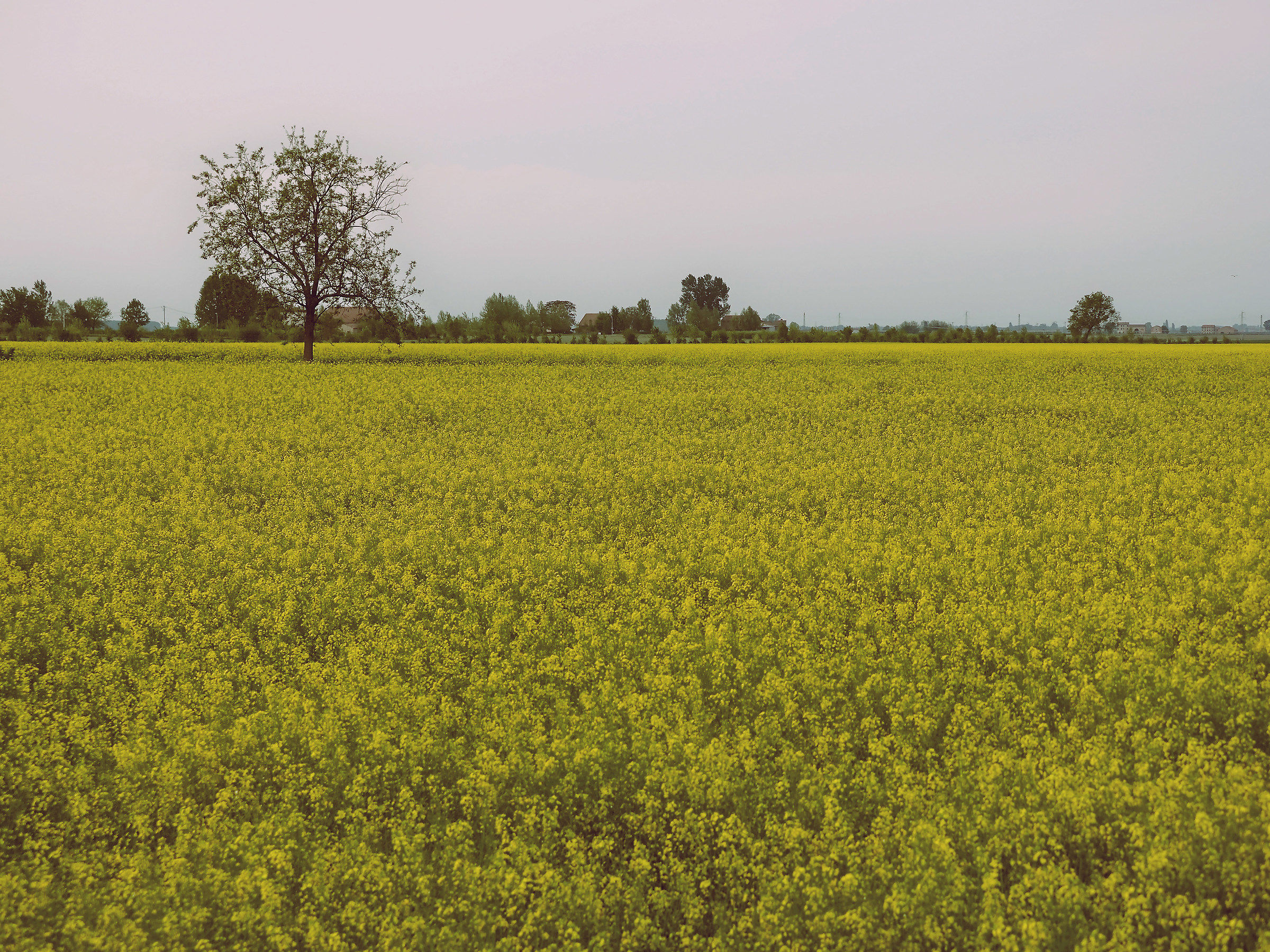 campaign Veronese low