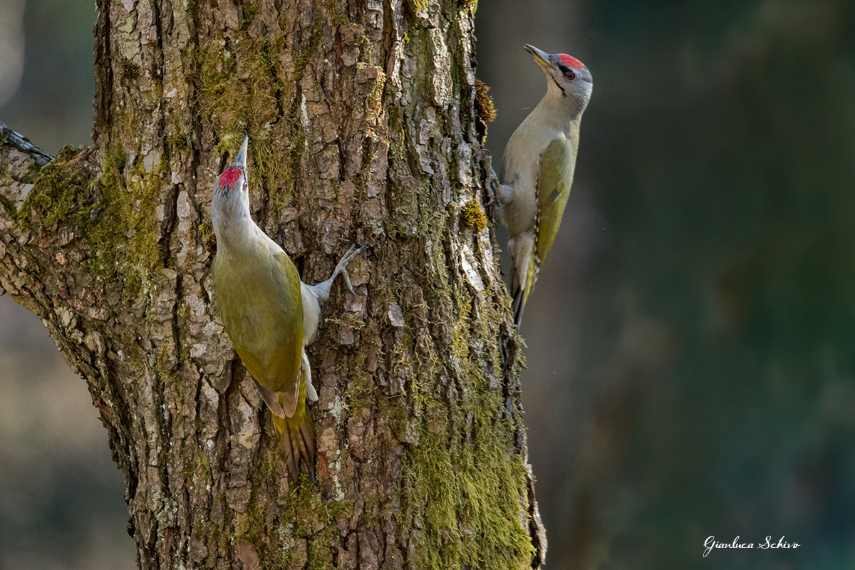 Lotte territorial Woodpecker