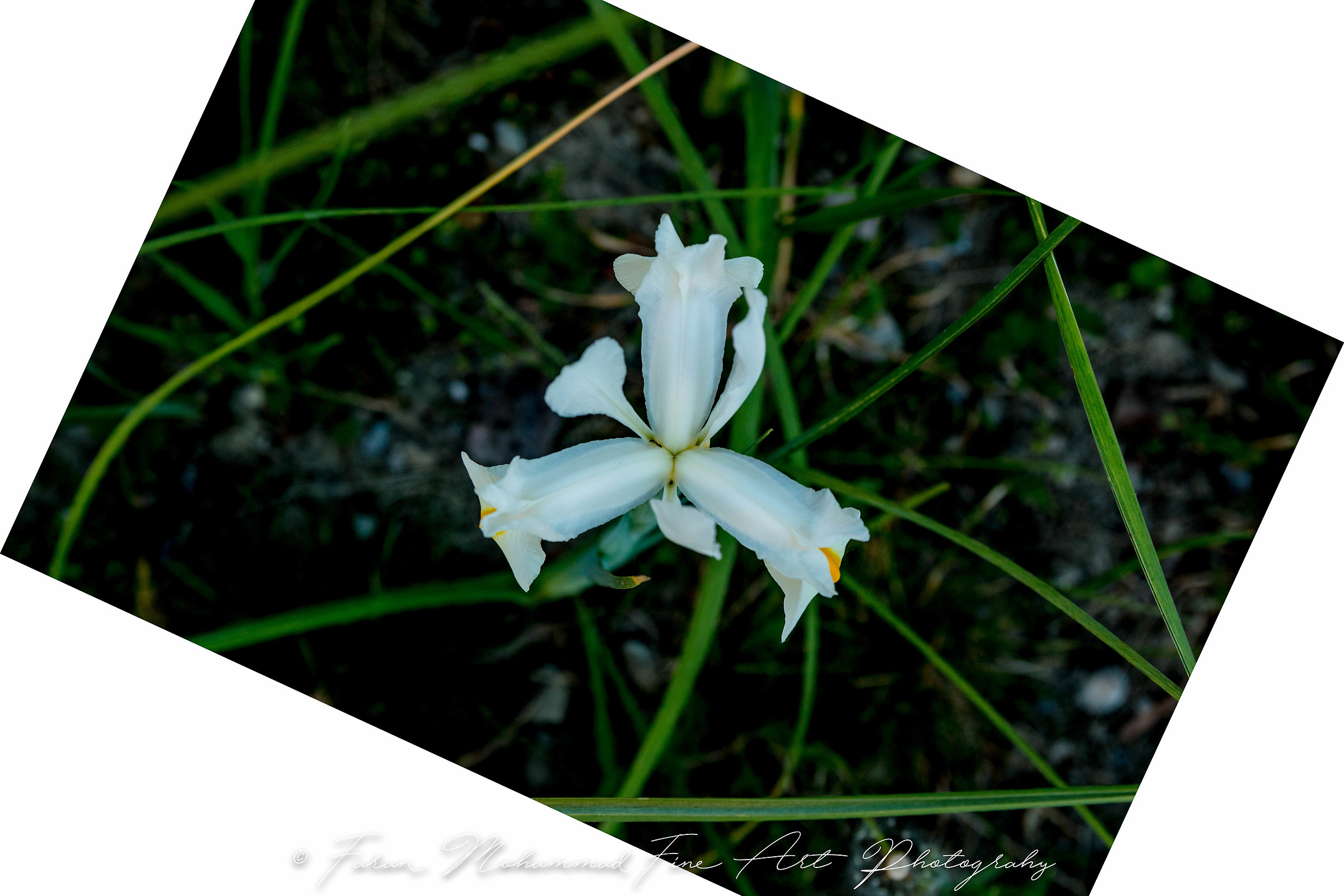 Iris.
