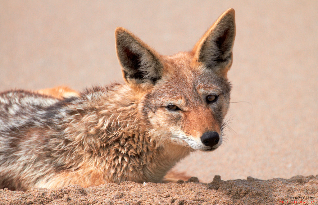 The look of the Jackal