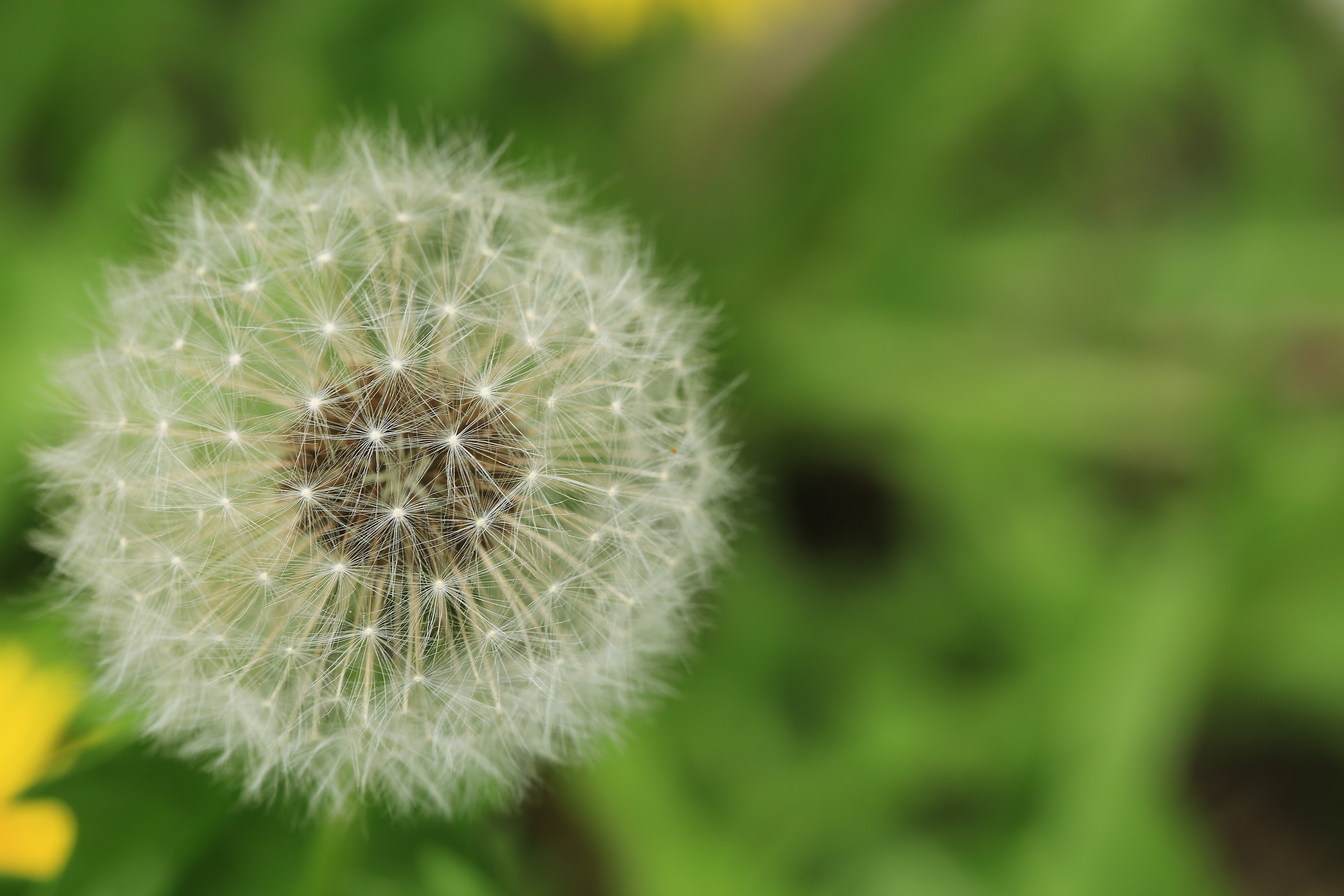 The stars in the head