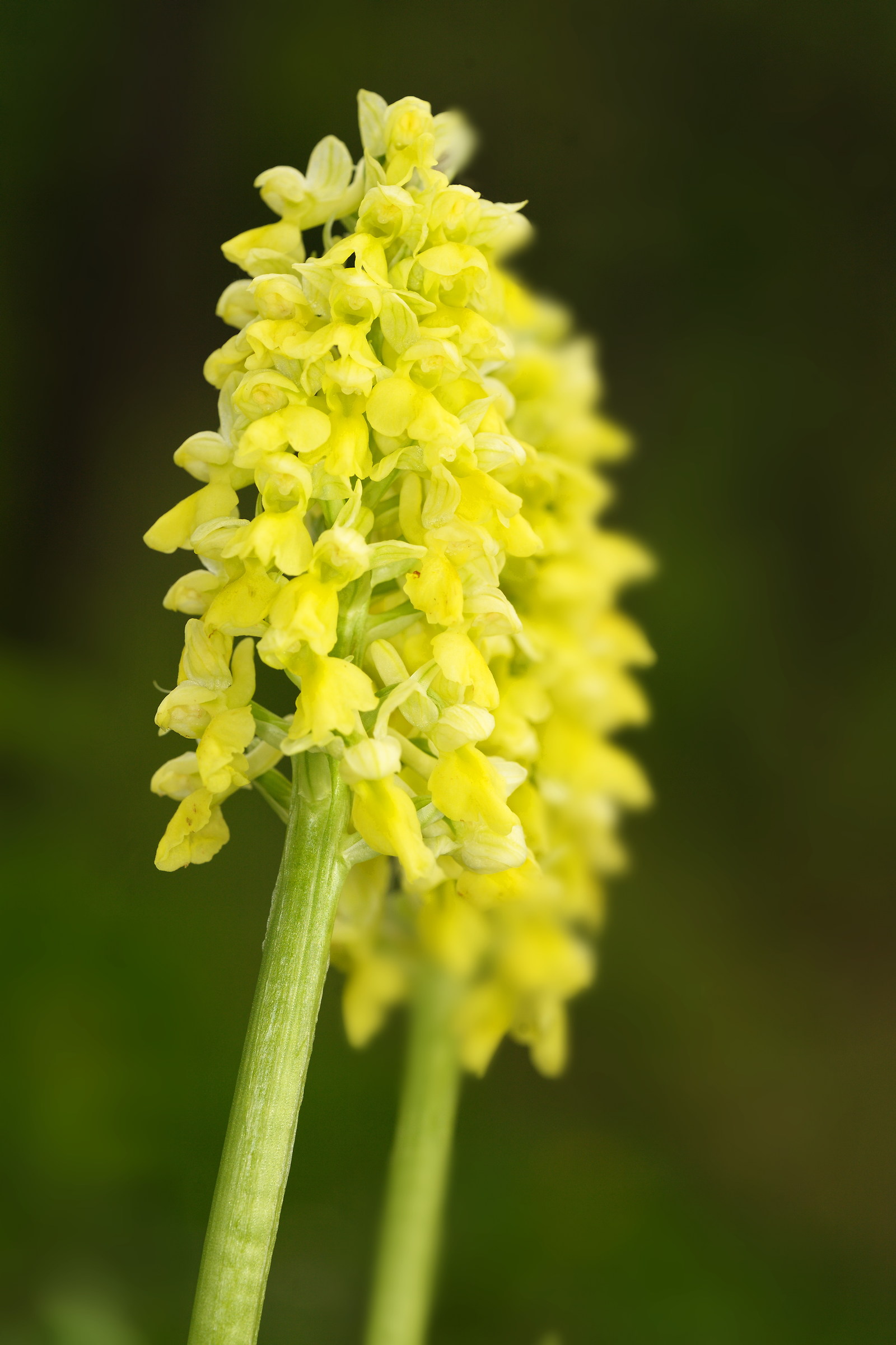 orchis pallens