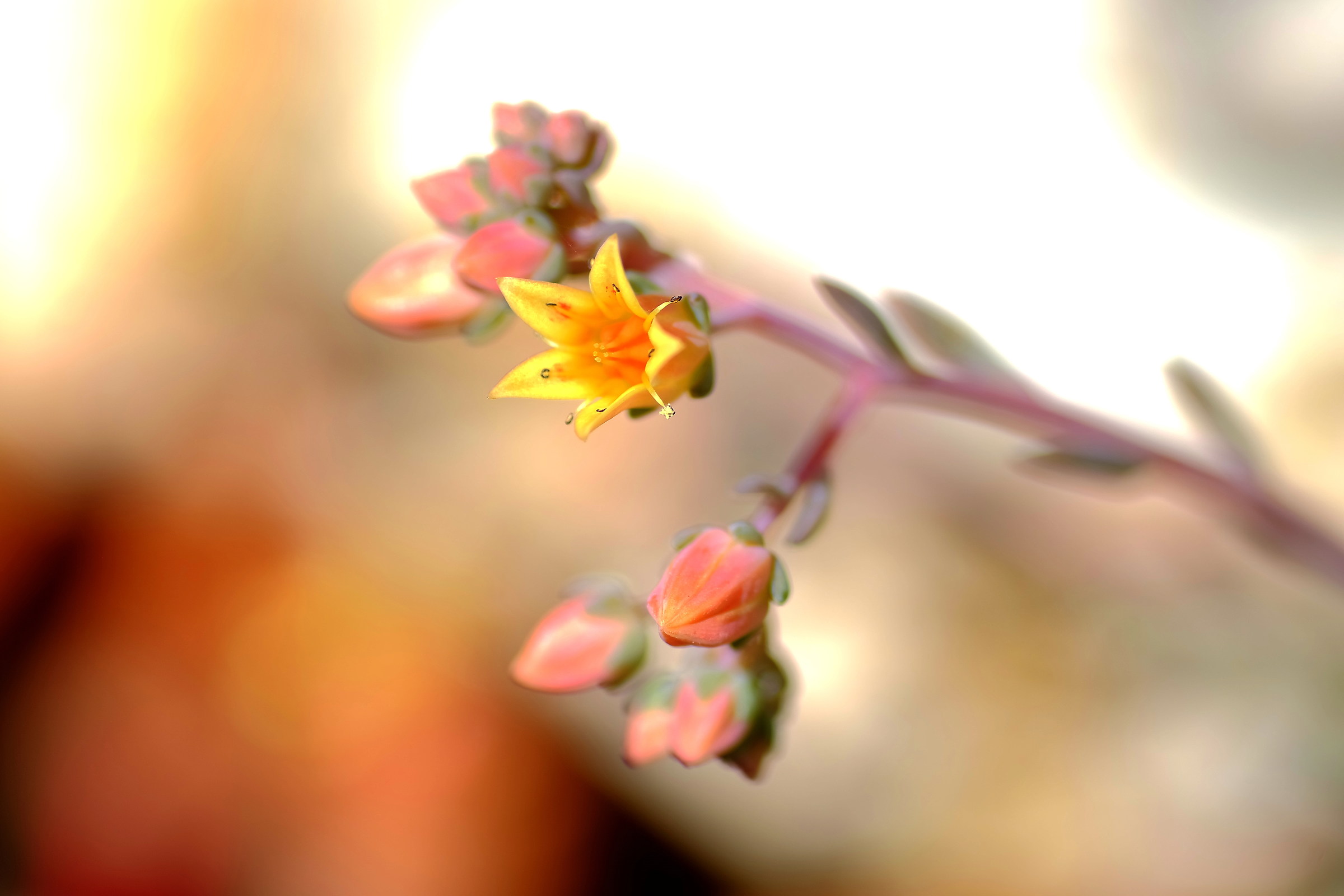 succulent plant flowers
