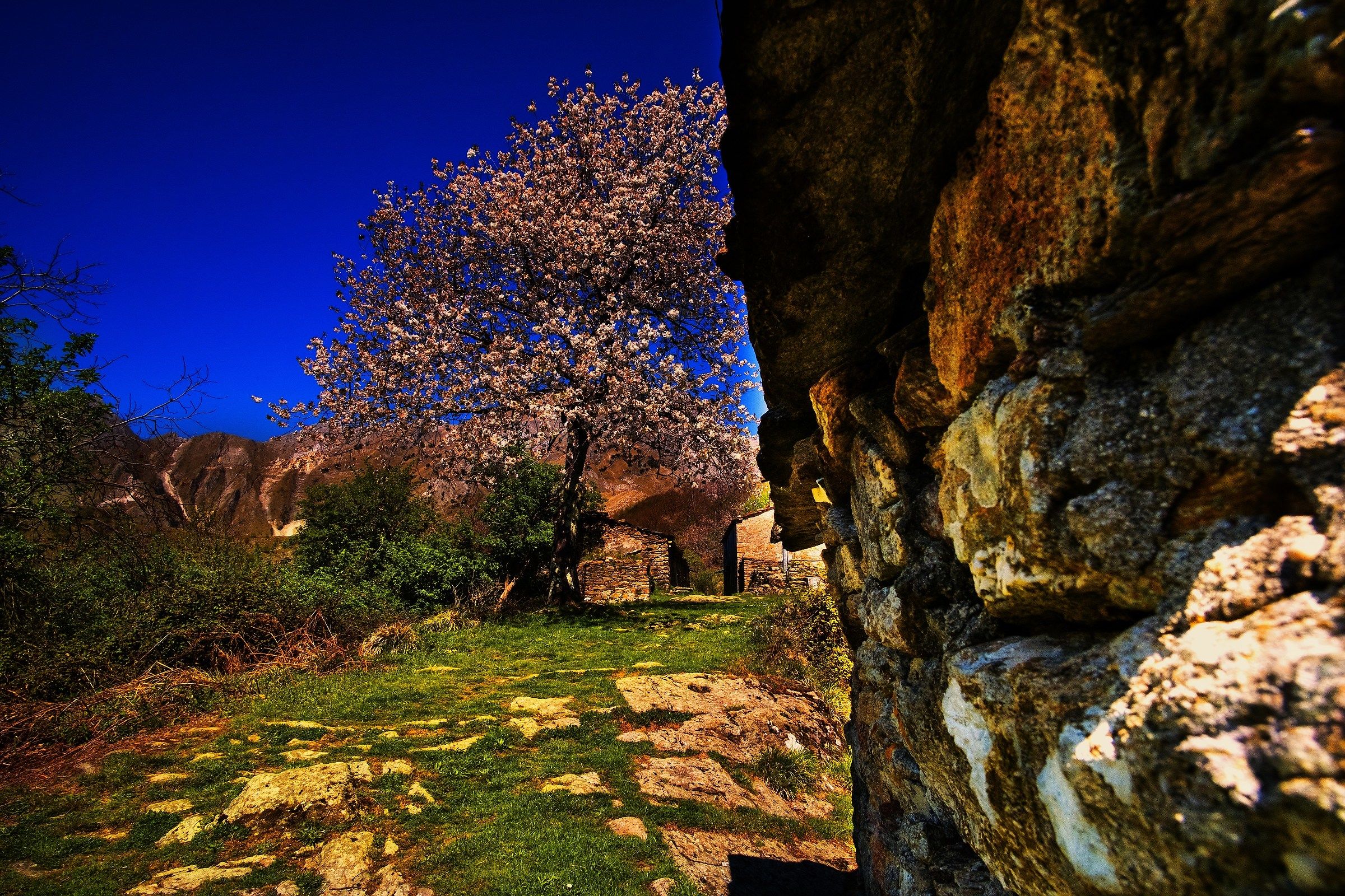 Ciliegio solitario di fronte alle Apuane
