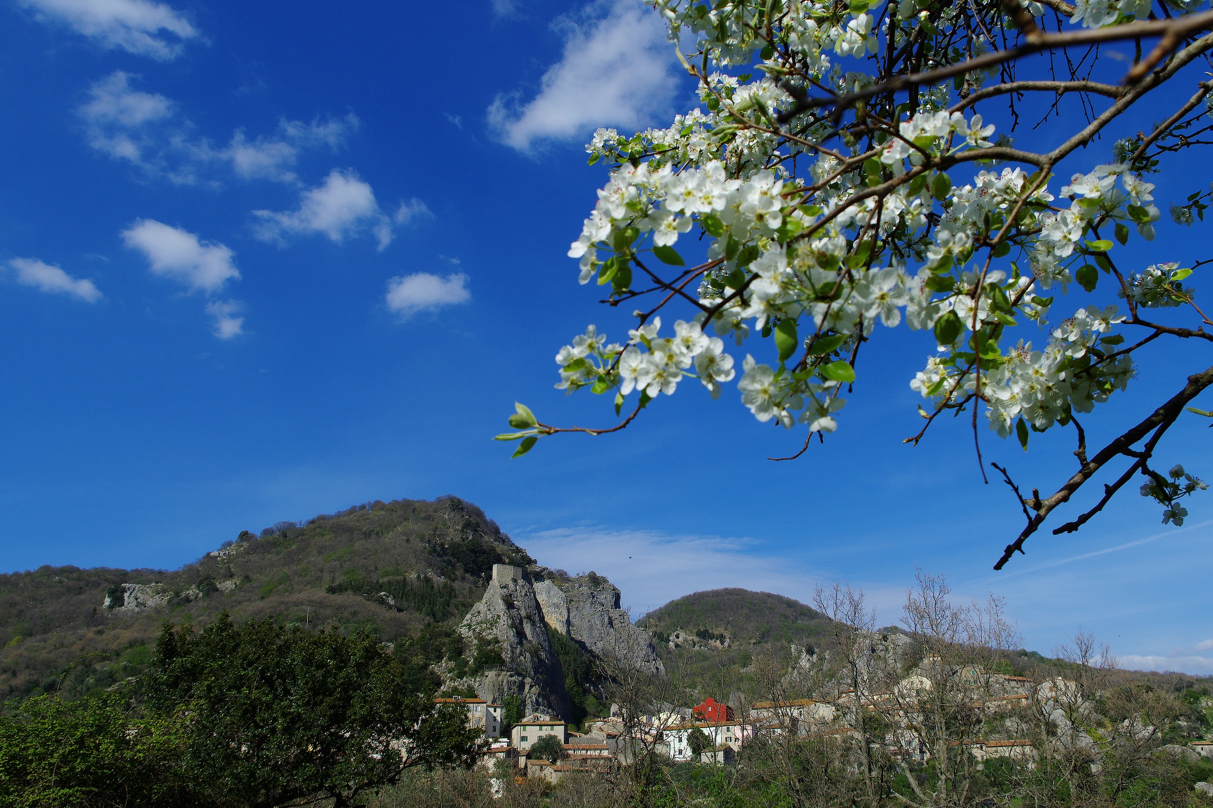 In the shadow of the pear