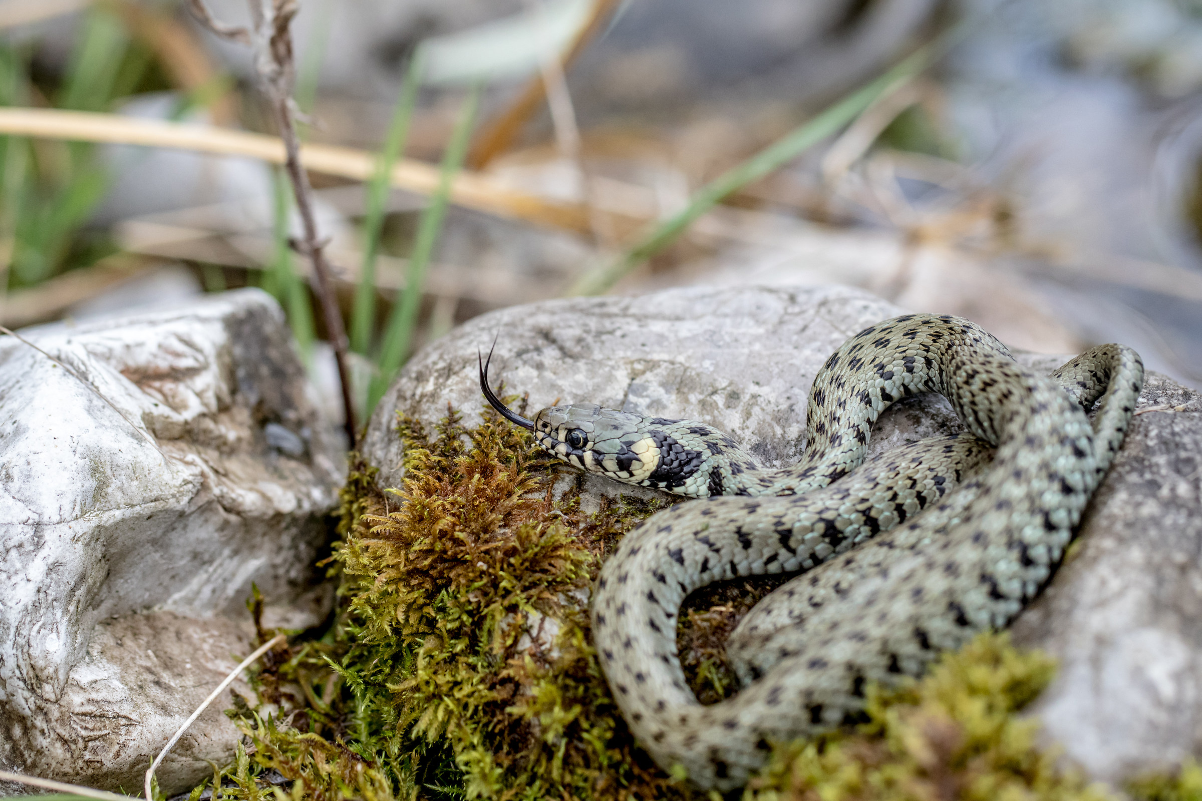 Natrix Natrix - grass snake
