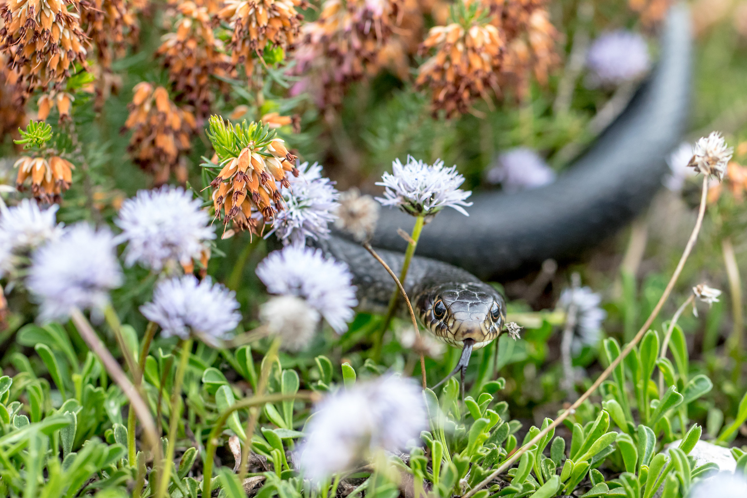 Biacco melanin - Carbon