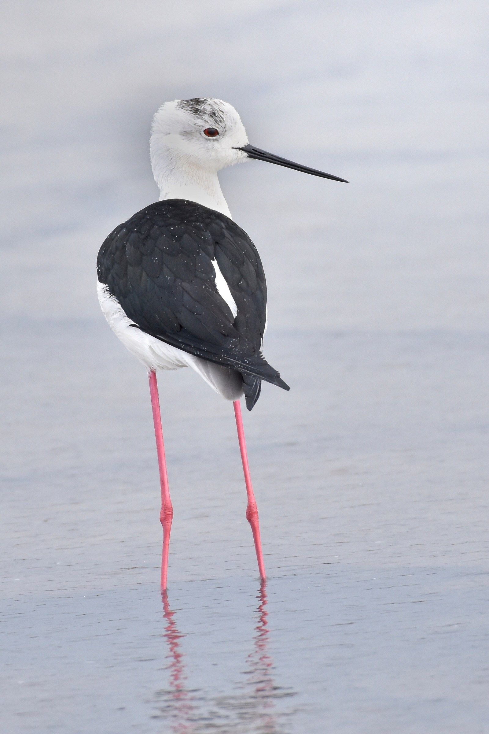 Cavaliere sotto la pioggia...