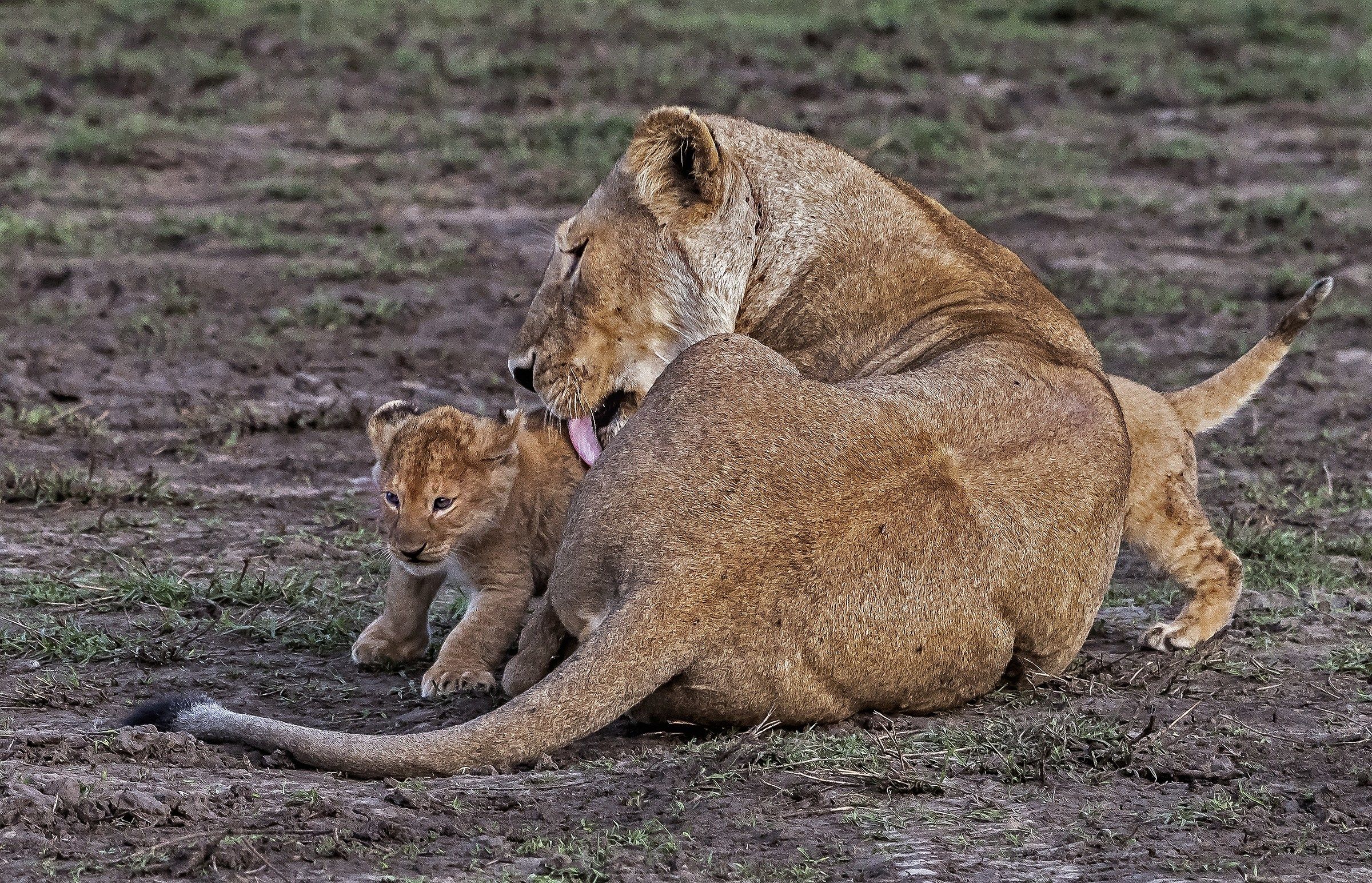 Tanzania 2017 - Amore di mamma