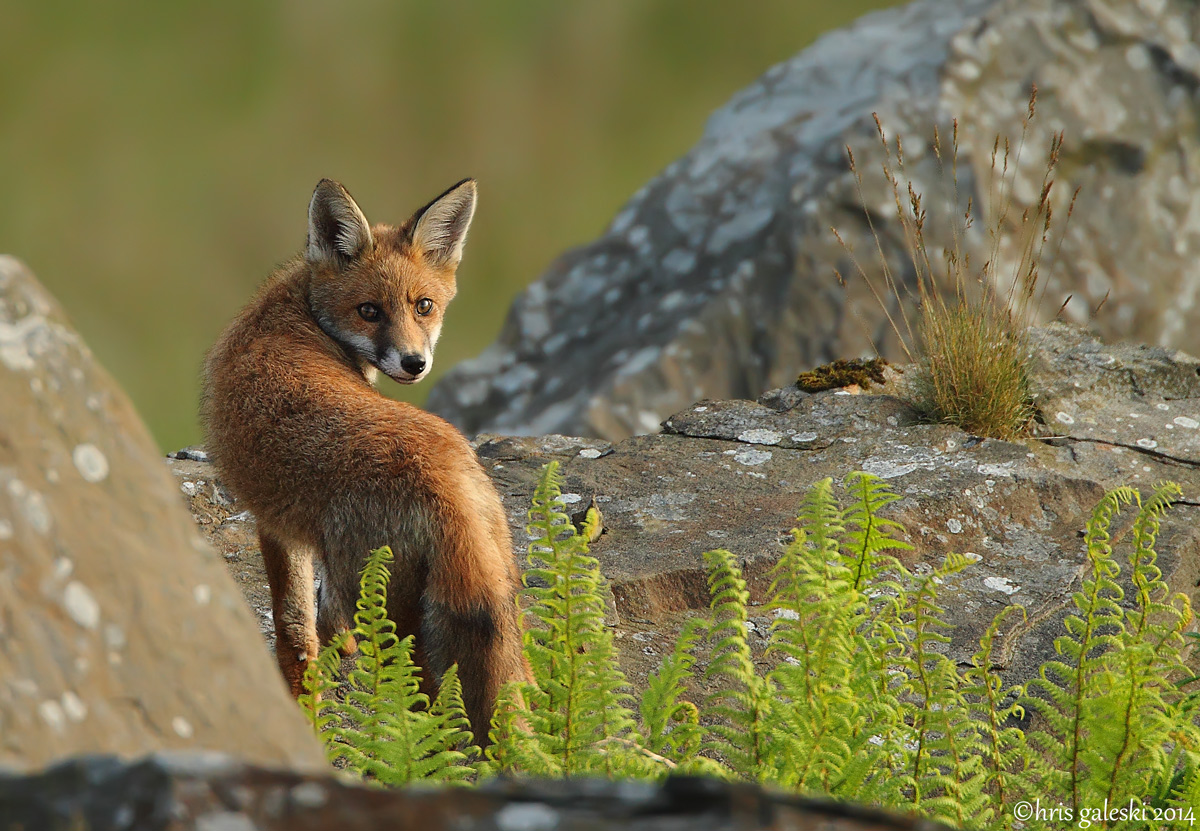 Look back Fox cub
