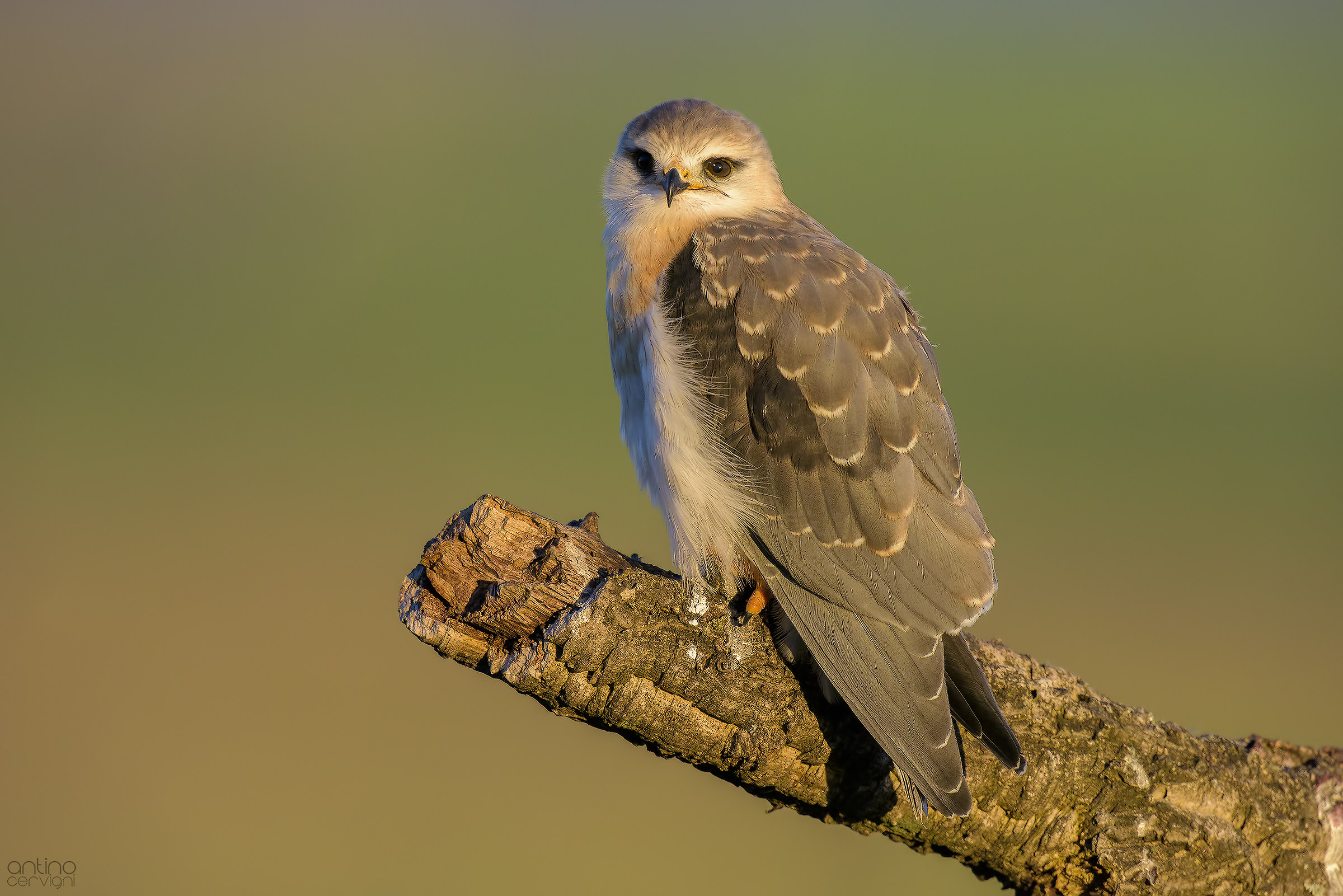 Piccolo di nibbio bianco