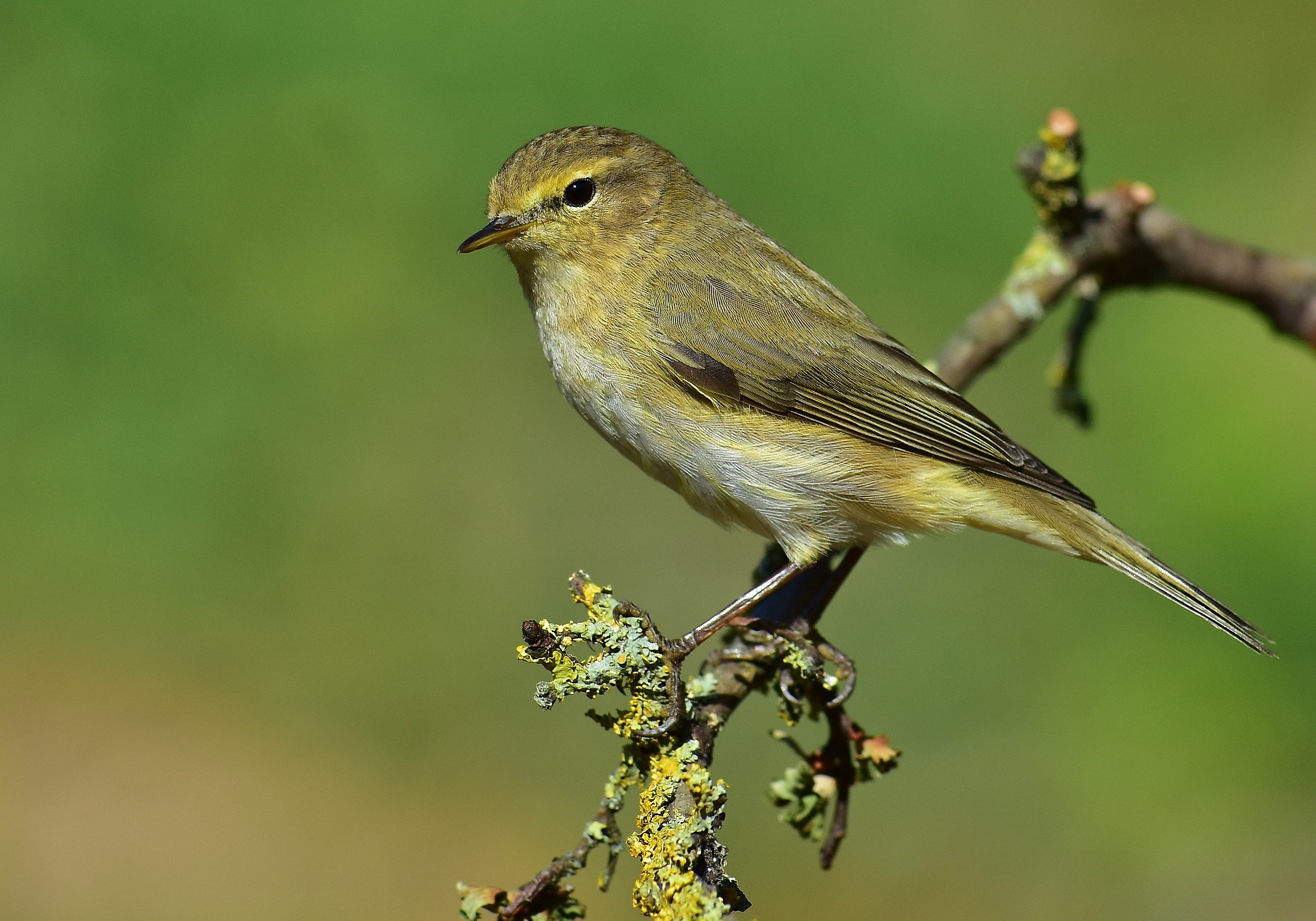 The Chiffchaff