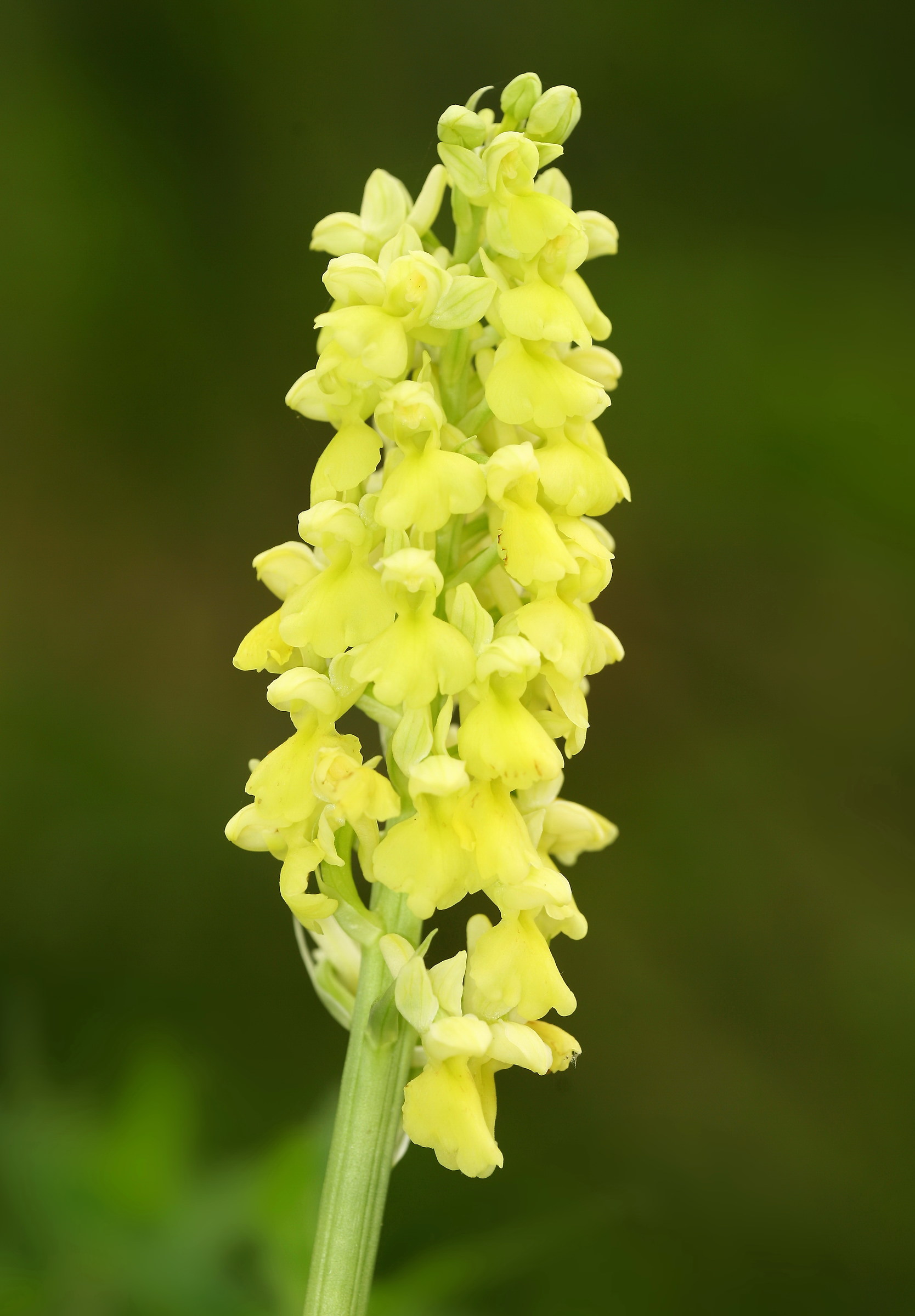 Orchis Pallens