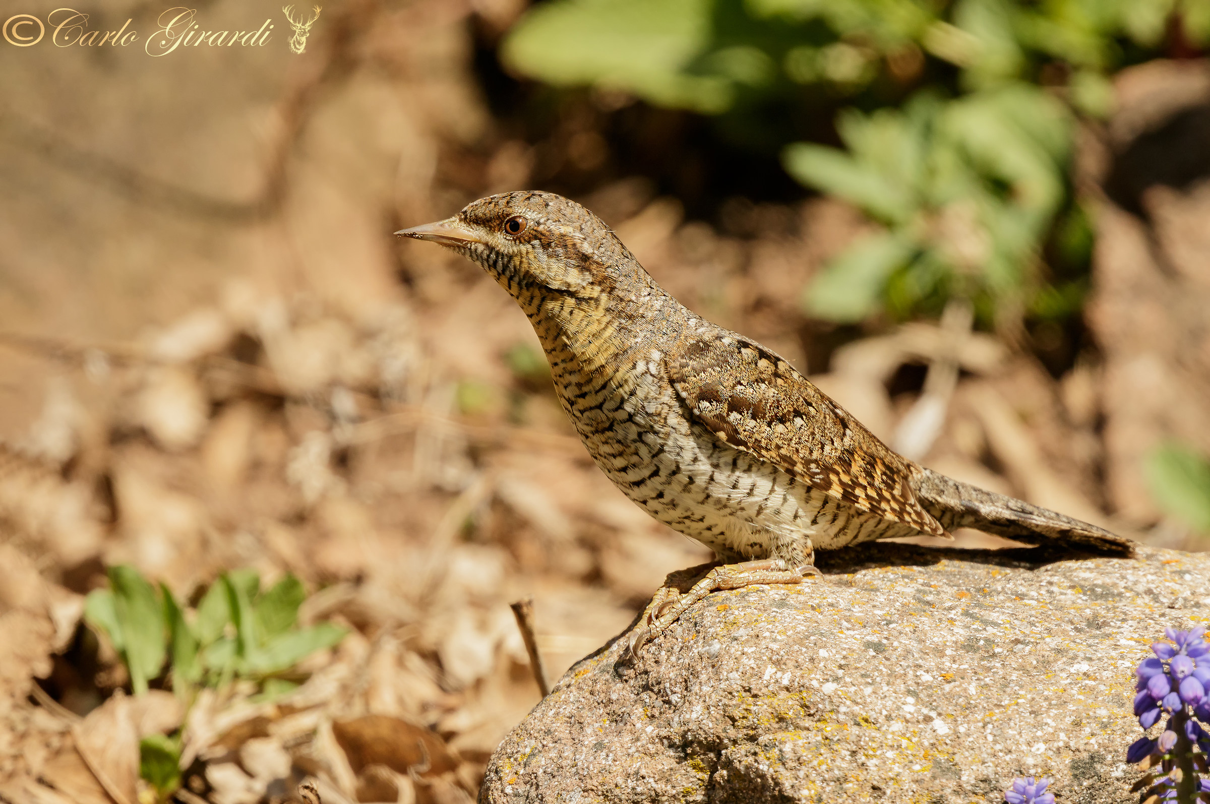 Torcicollo Buona Pasqua a tutti.