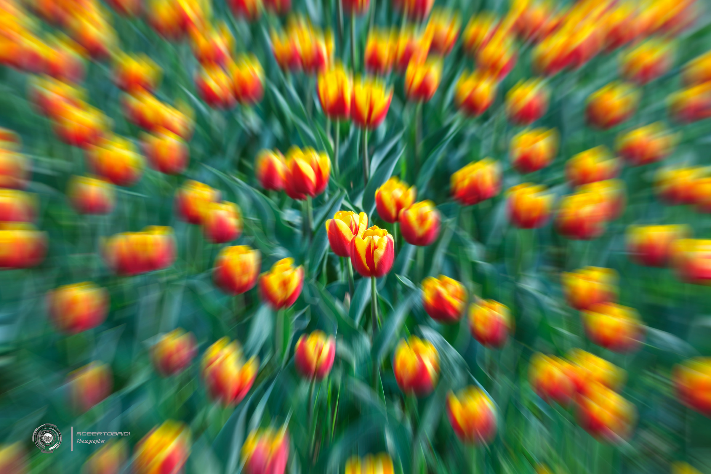 Tulipanozooming