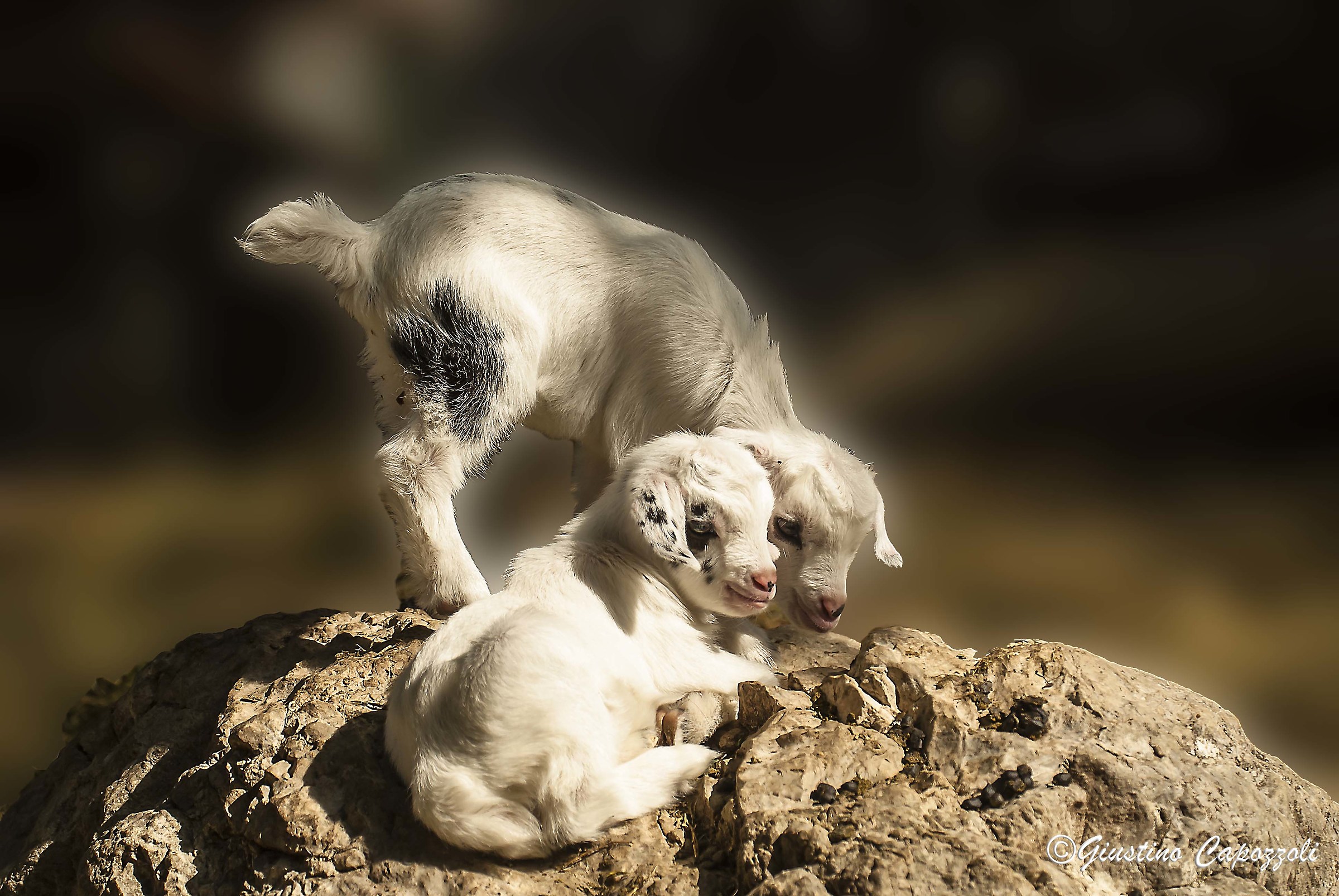 Who knows 'if' was a happy Easter for them !!!!