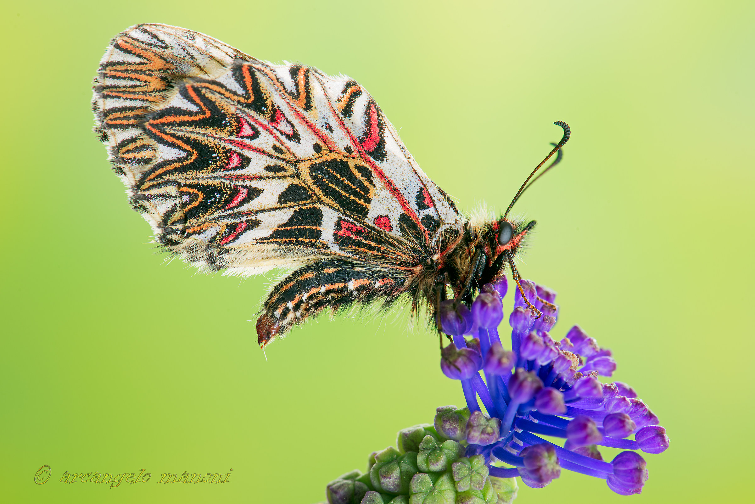 zerynthia polyxena 2