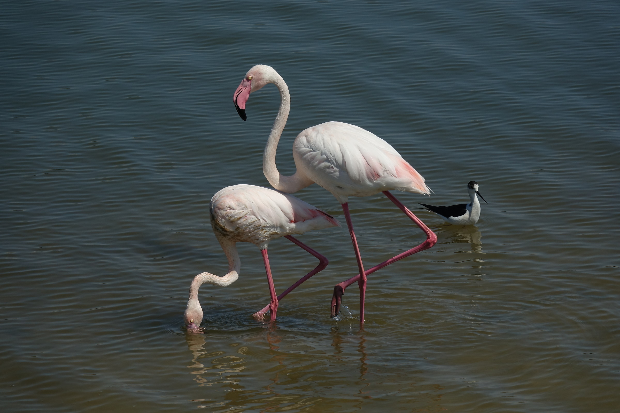Couple pink flamingos
