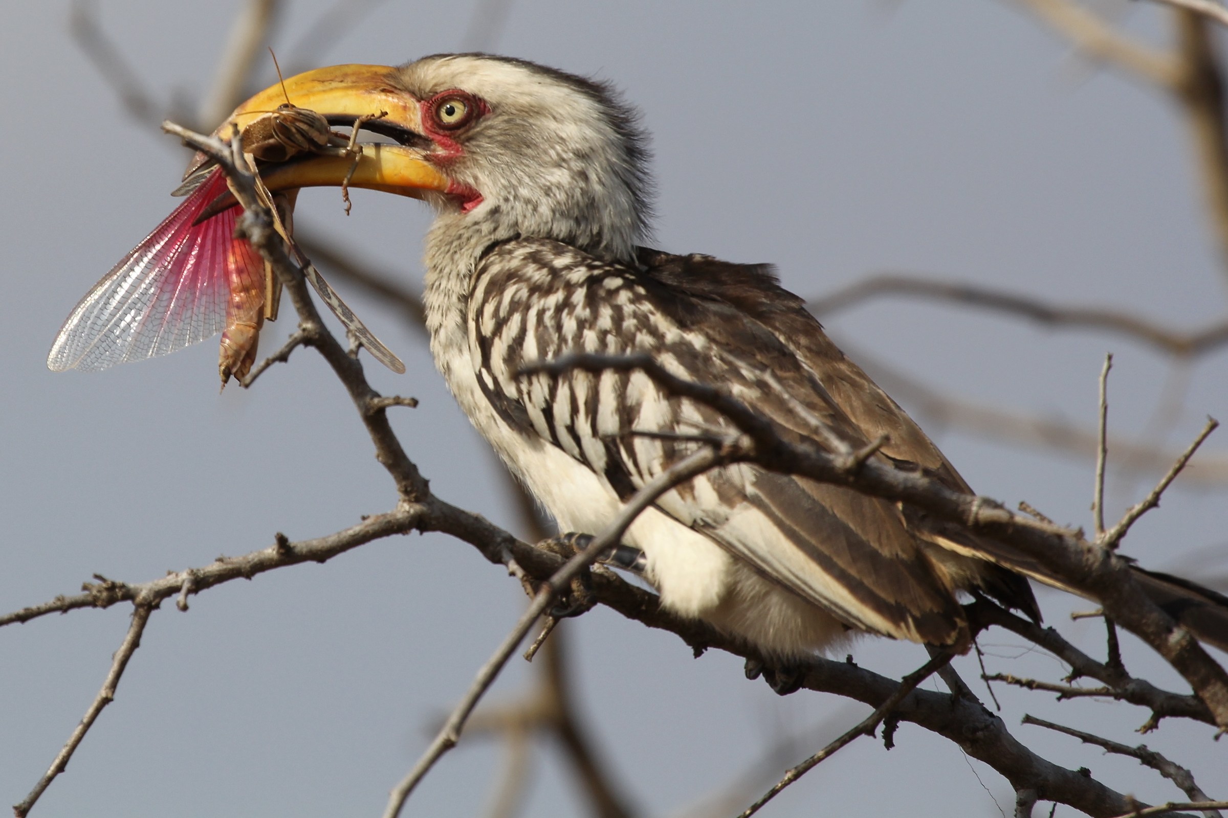 Yellow billed hornbill