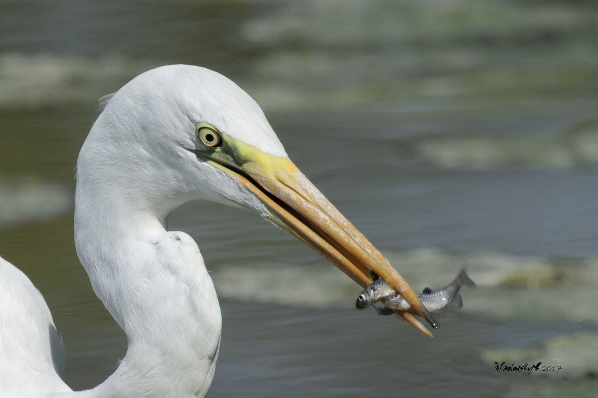 two is meglio che one