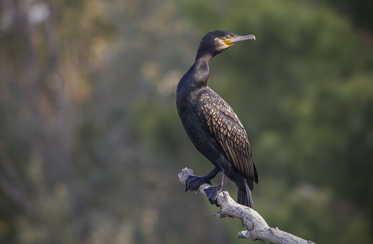Cormorant.