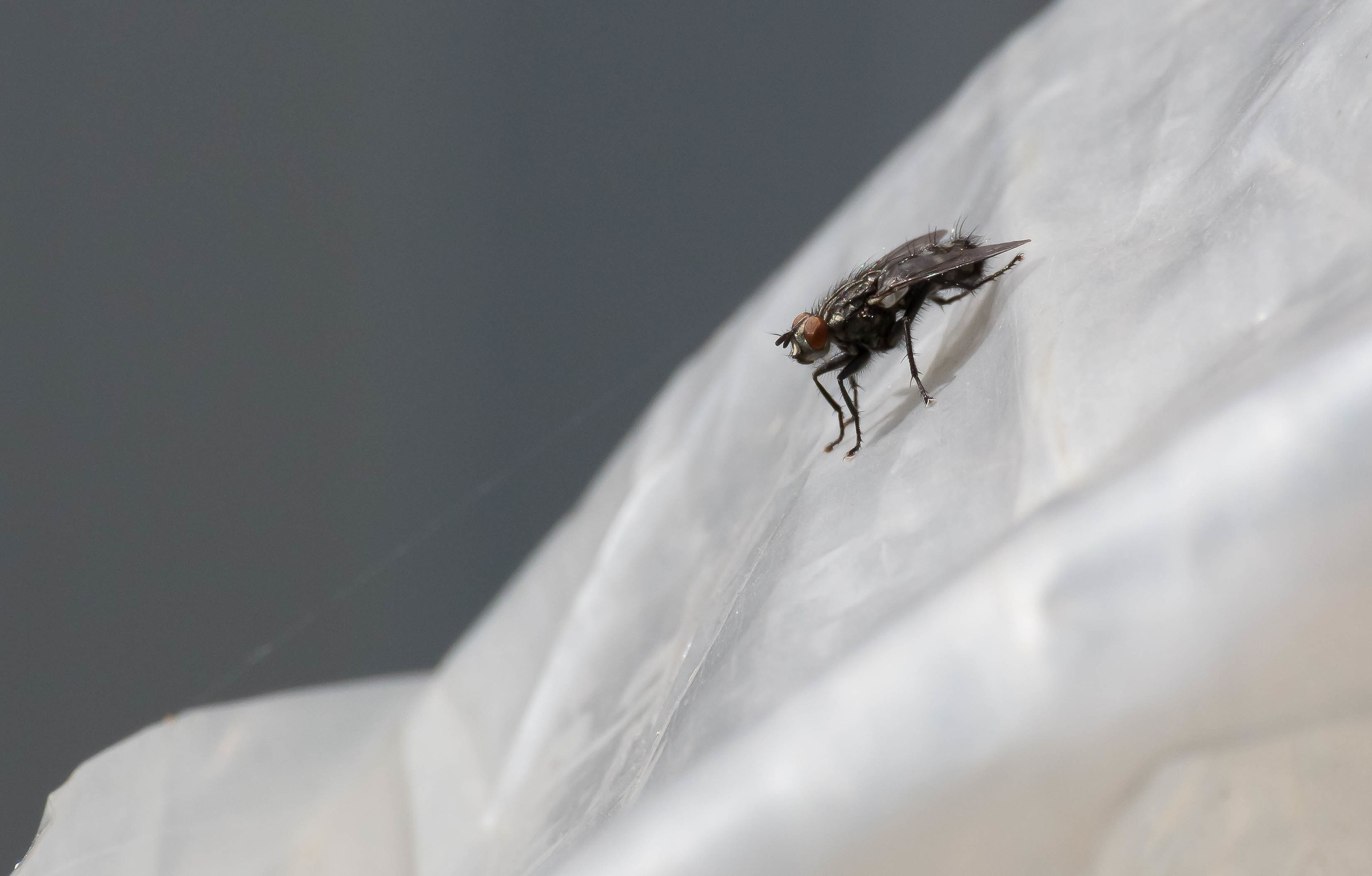 Finalmente qualcuno fotografa anche me!