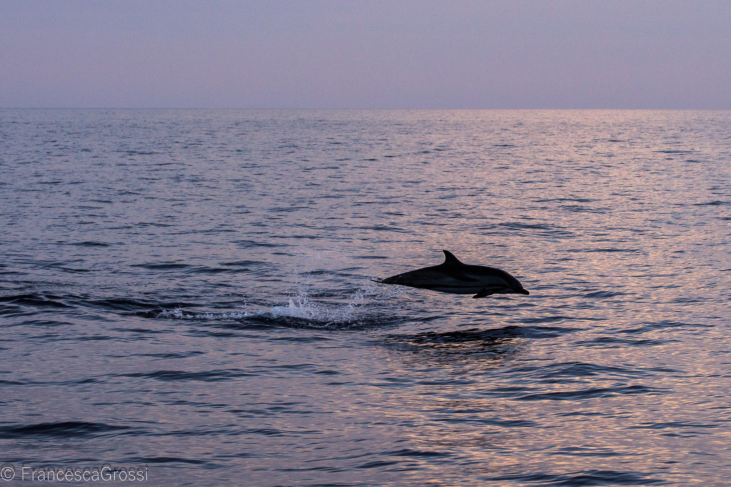 Stenella coeruleoalba al tramonto