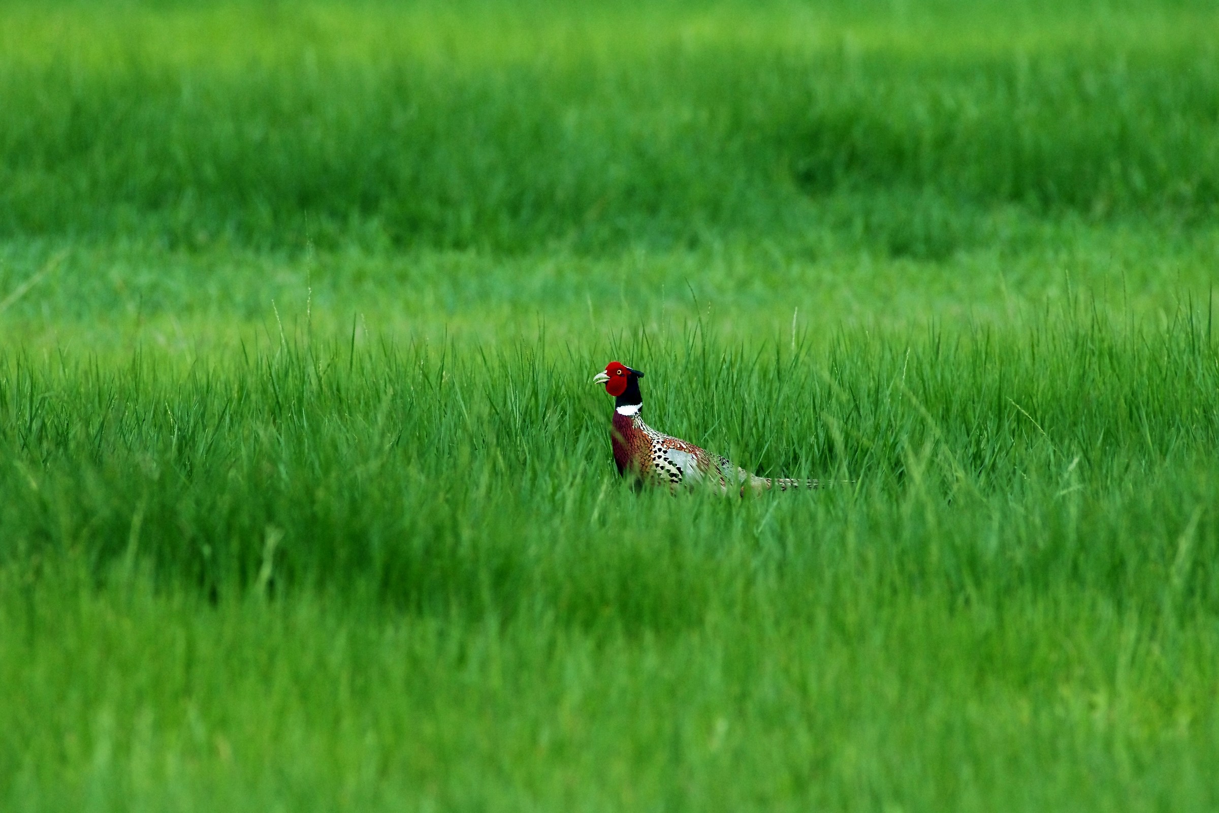 Ring-necked Pheasant/Common Pheasant