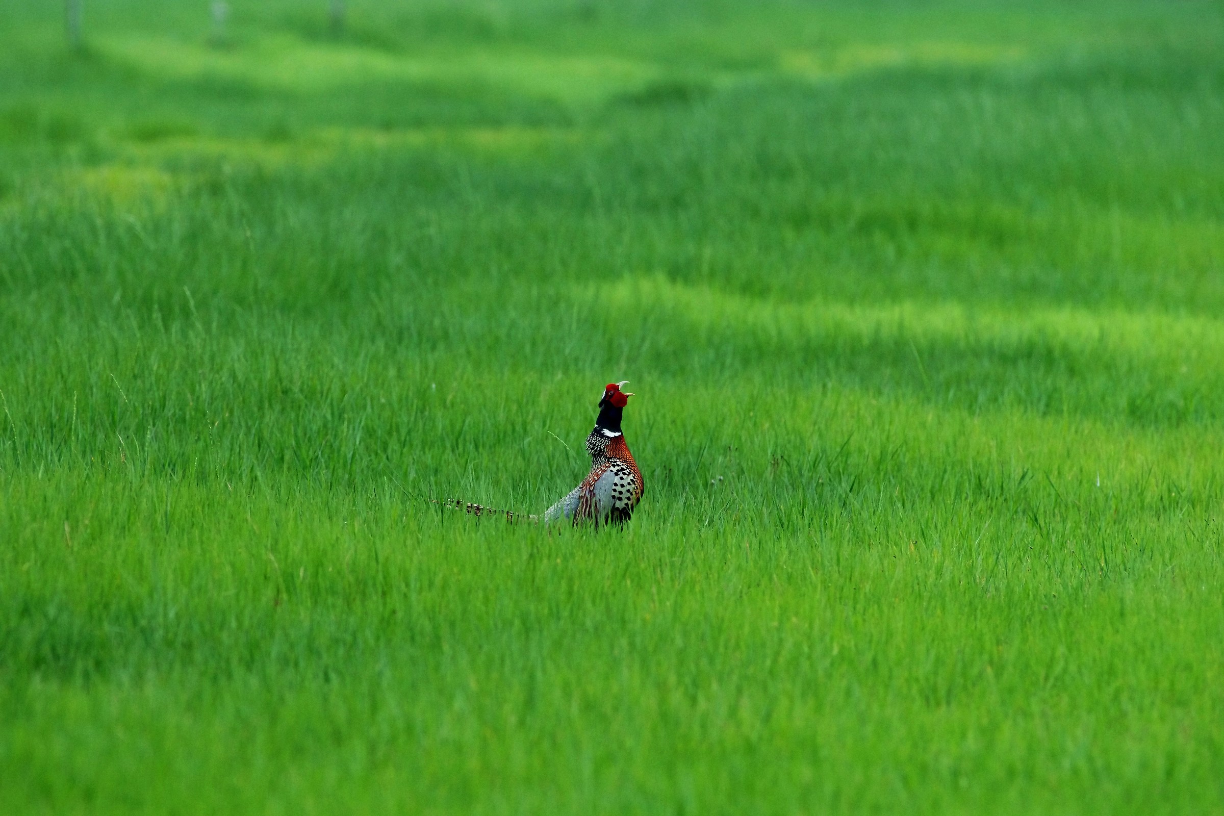Ring-necked Pheasant/Common Pheasant