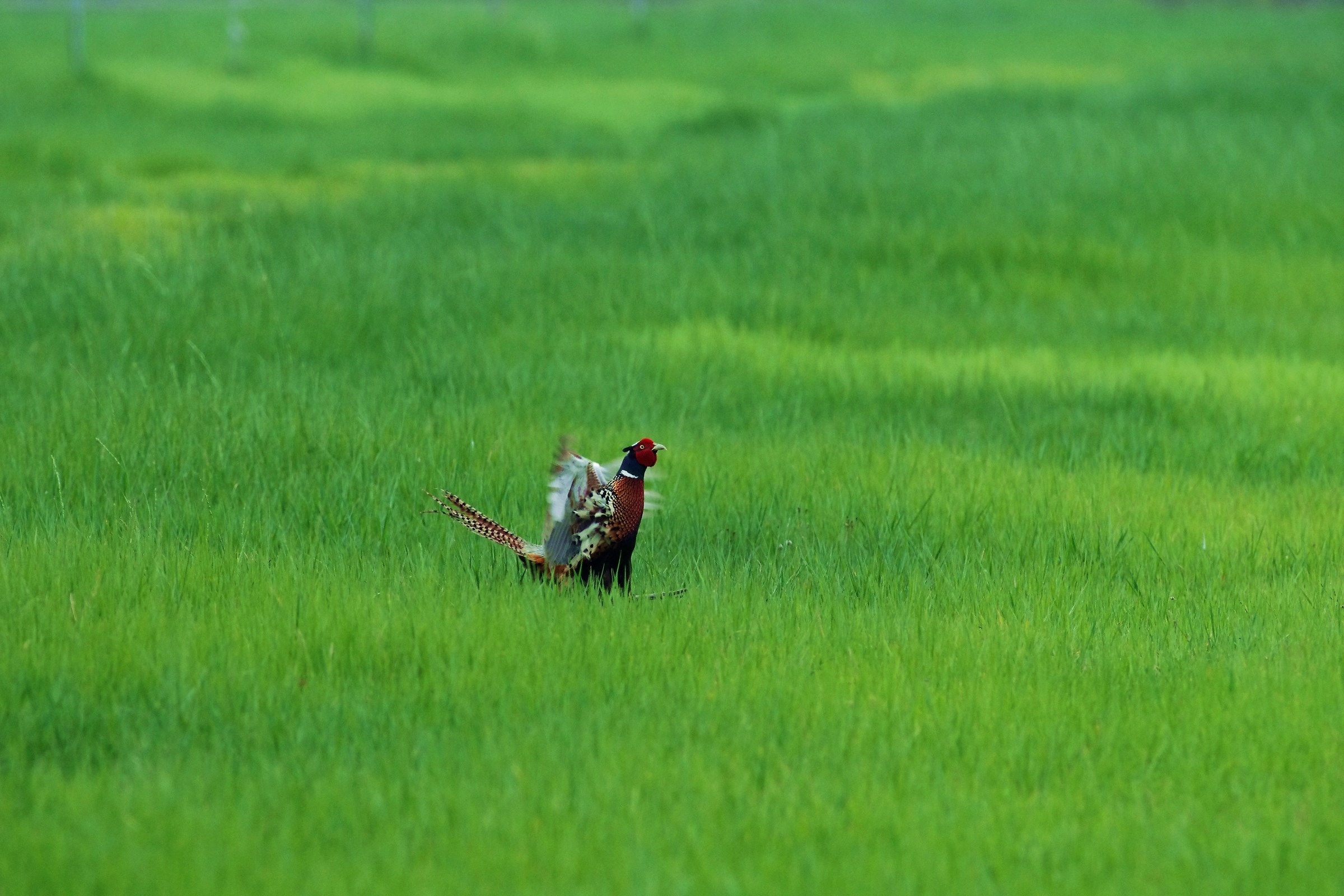 Ring-necked Pheasant/Common Pheasant
