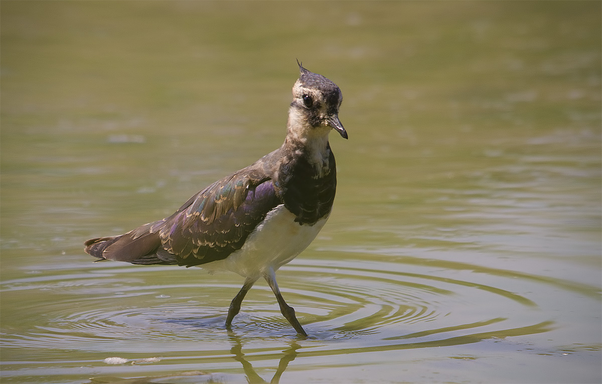 Lapwing.