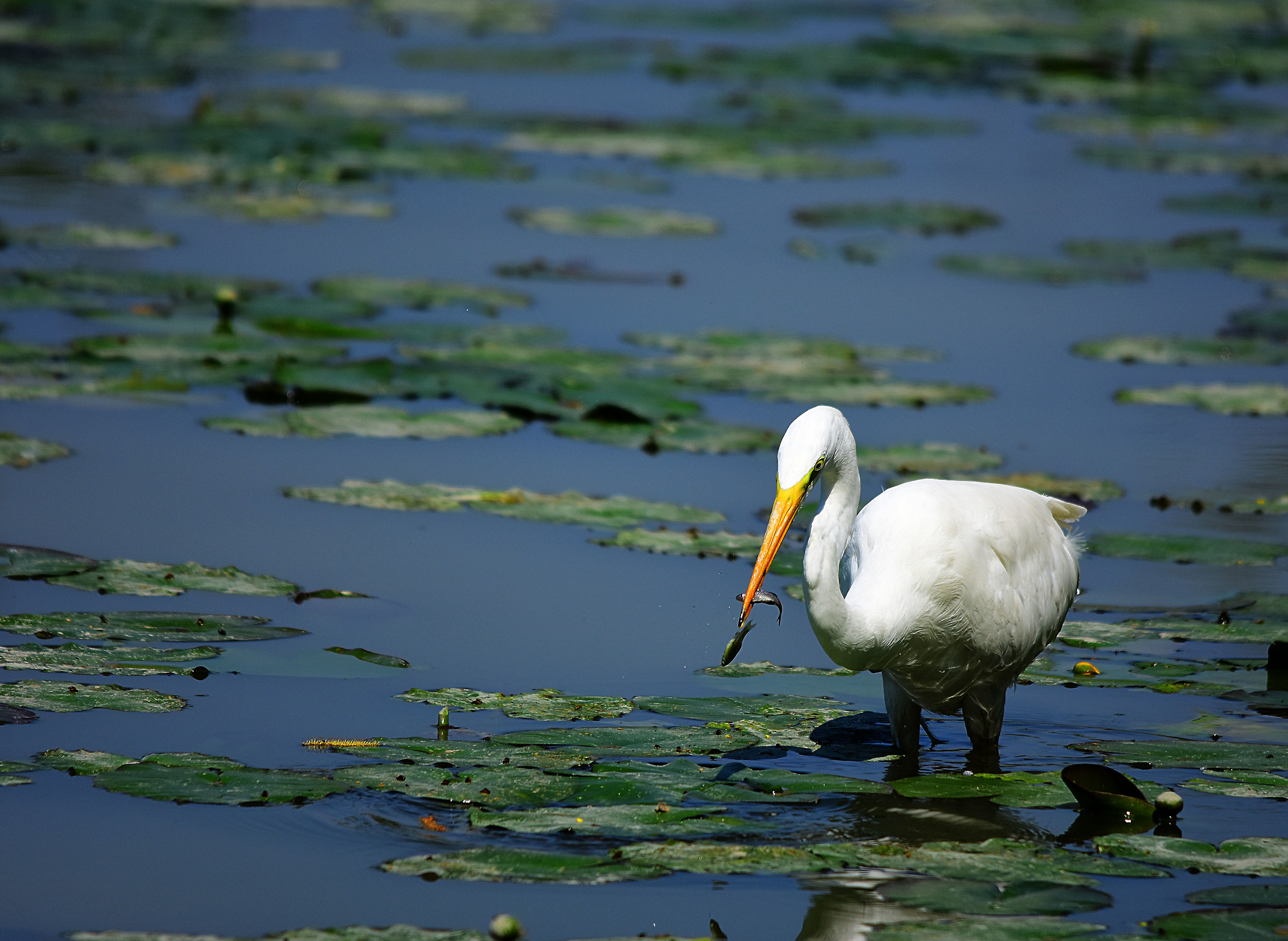 Great Egret