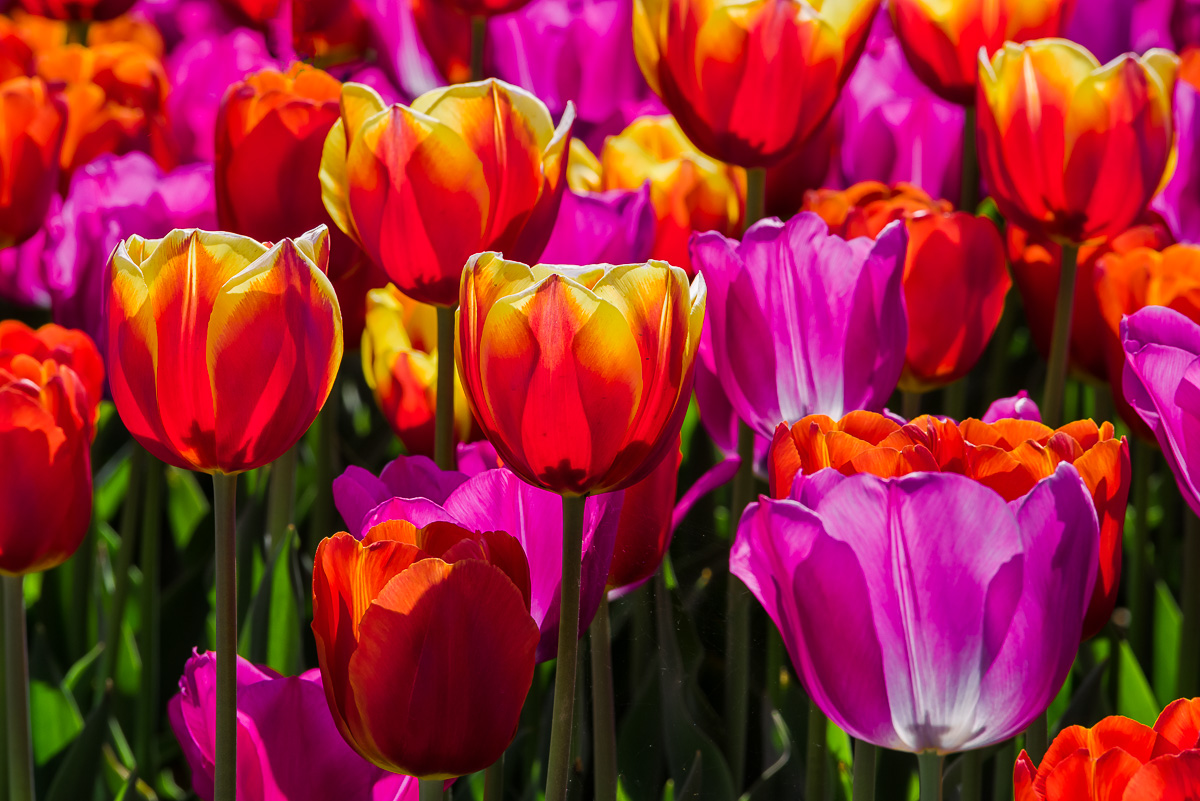 Tulipani a Cornaredo