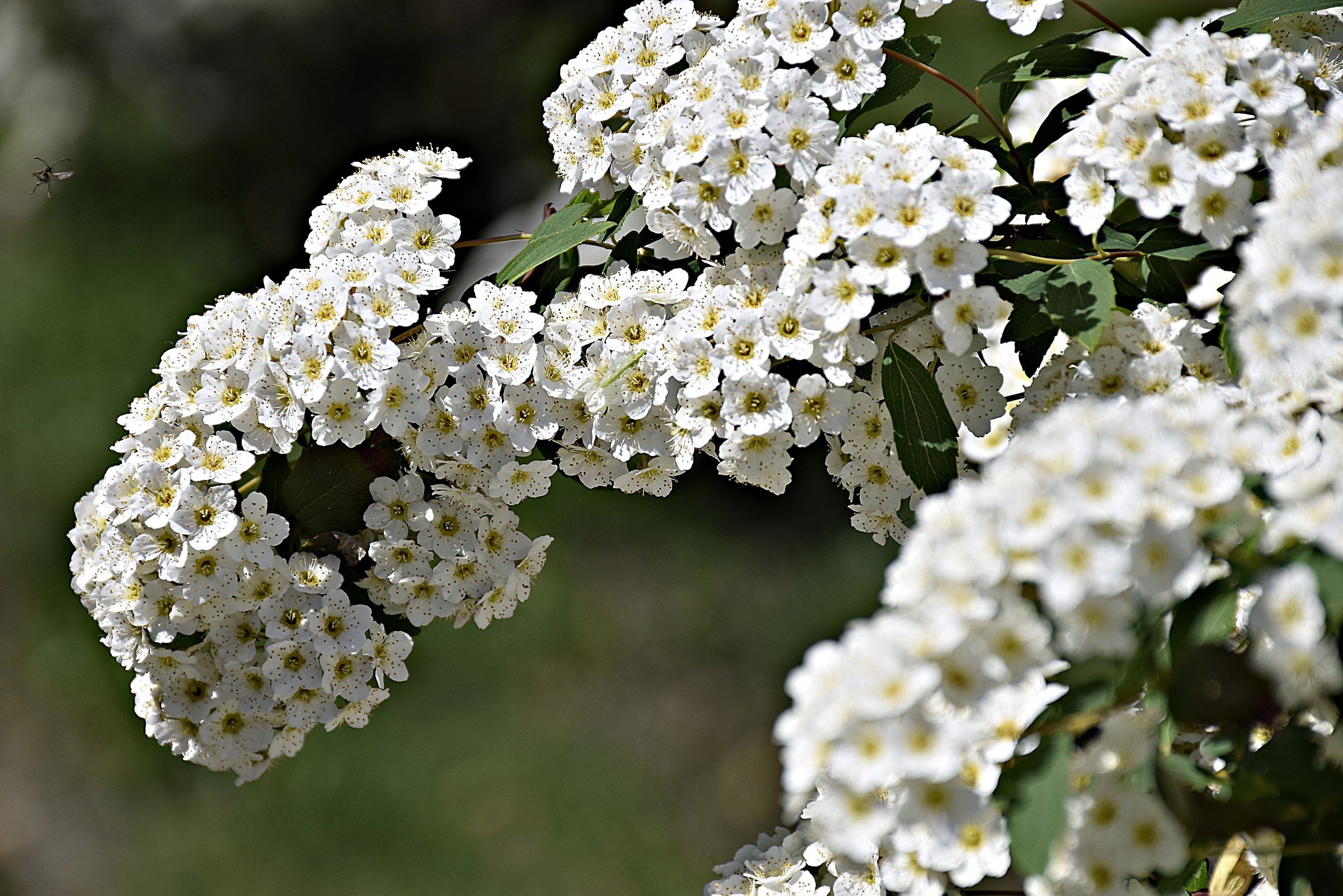 Siepe fiorita con mosca...in arrivo