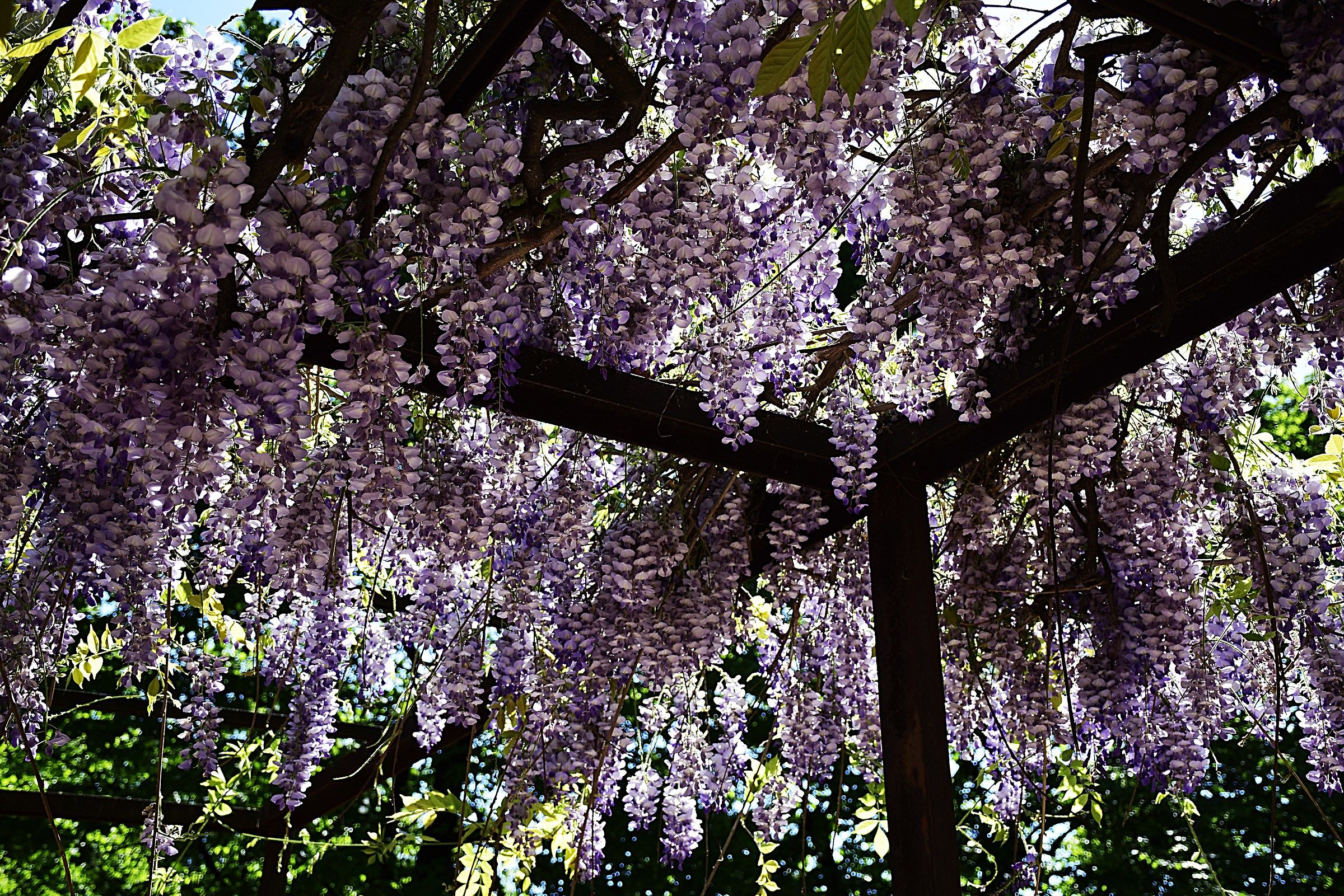 The wisteria gazebo