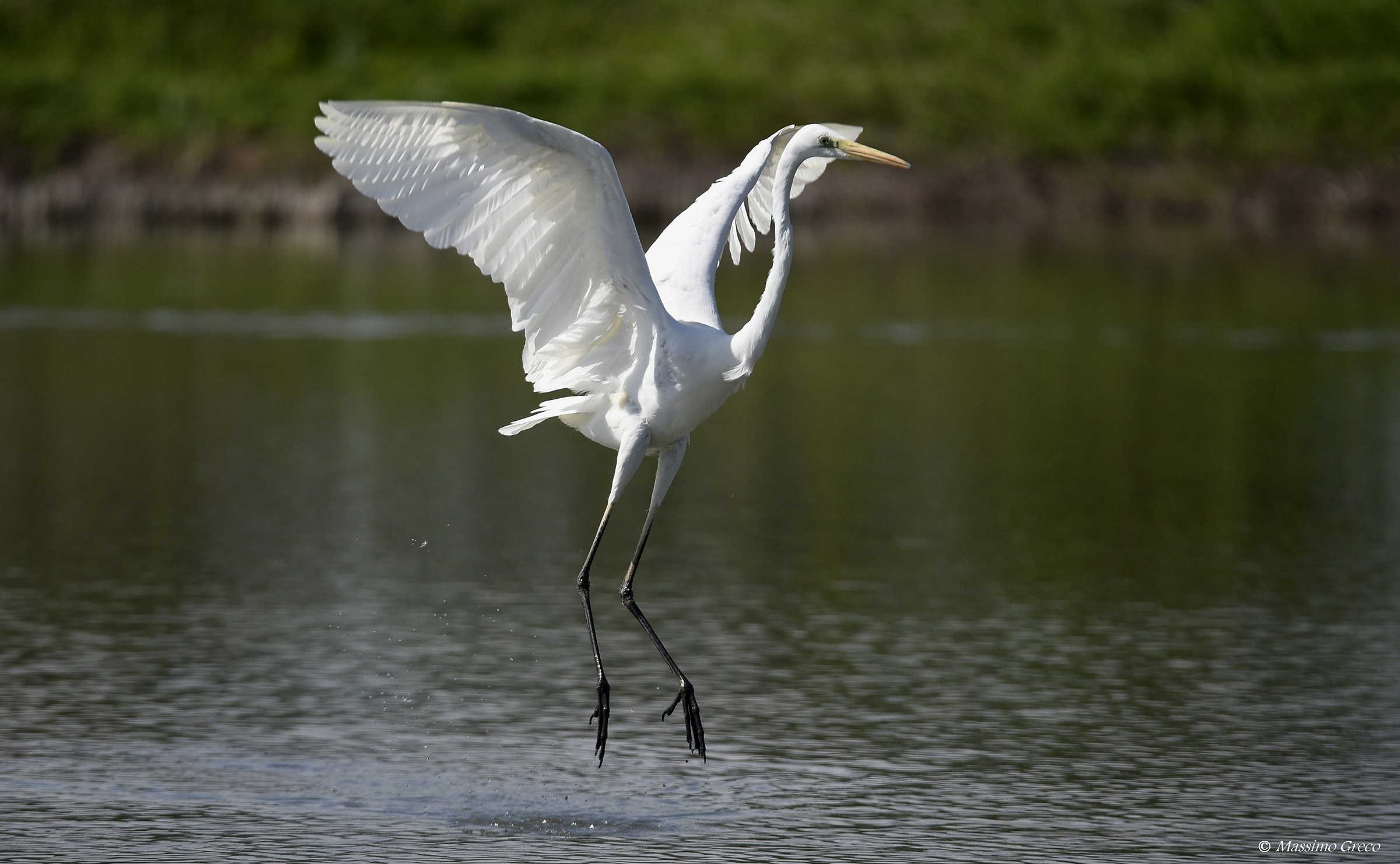 Egret landing