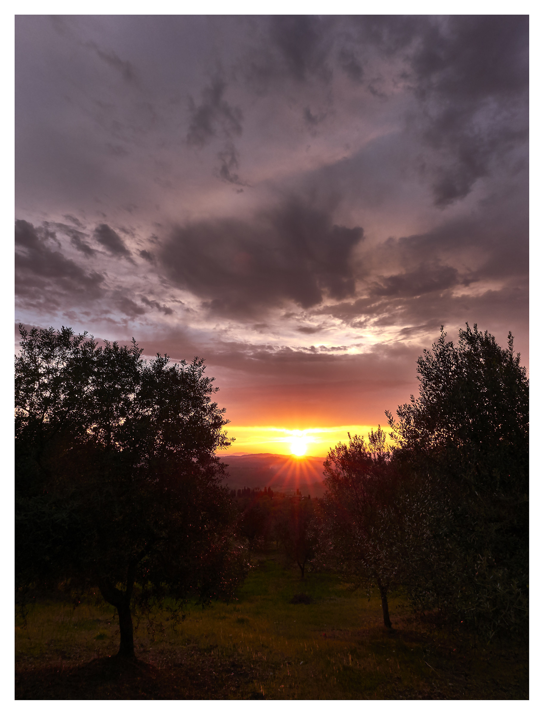 Tramonto tra gli ulivi
