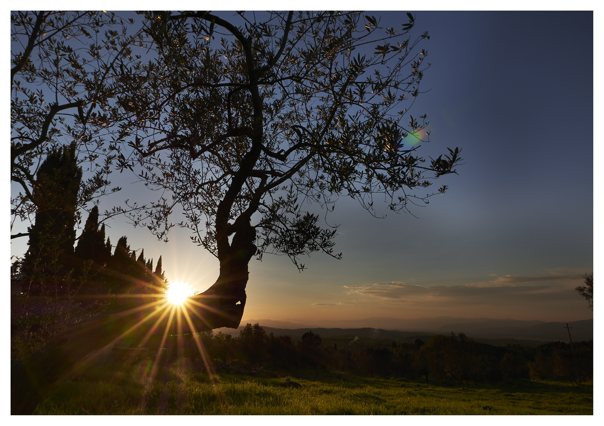 Tramonto tra gli ulivi