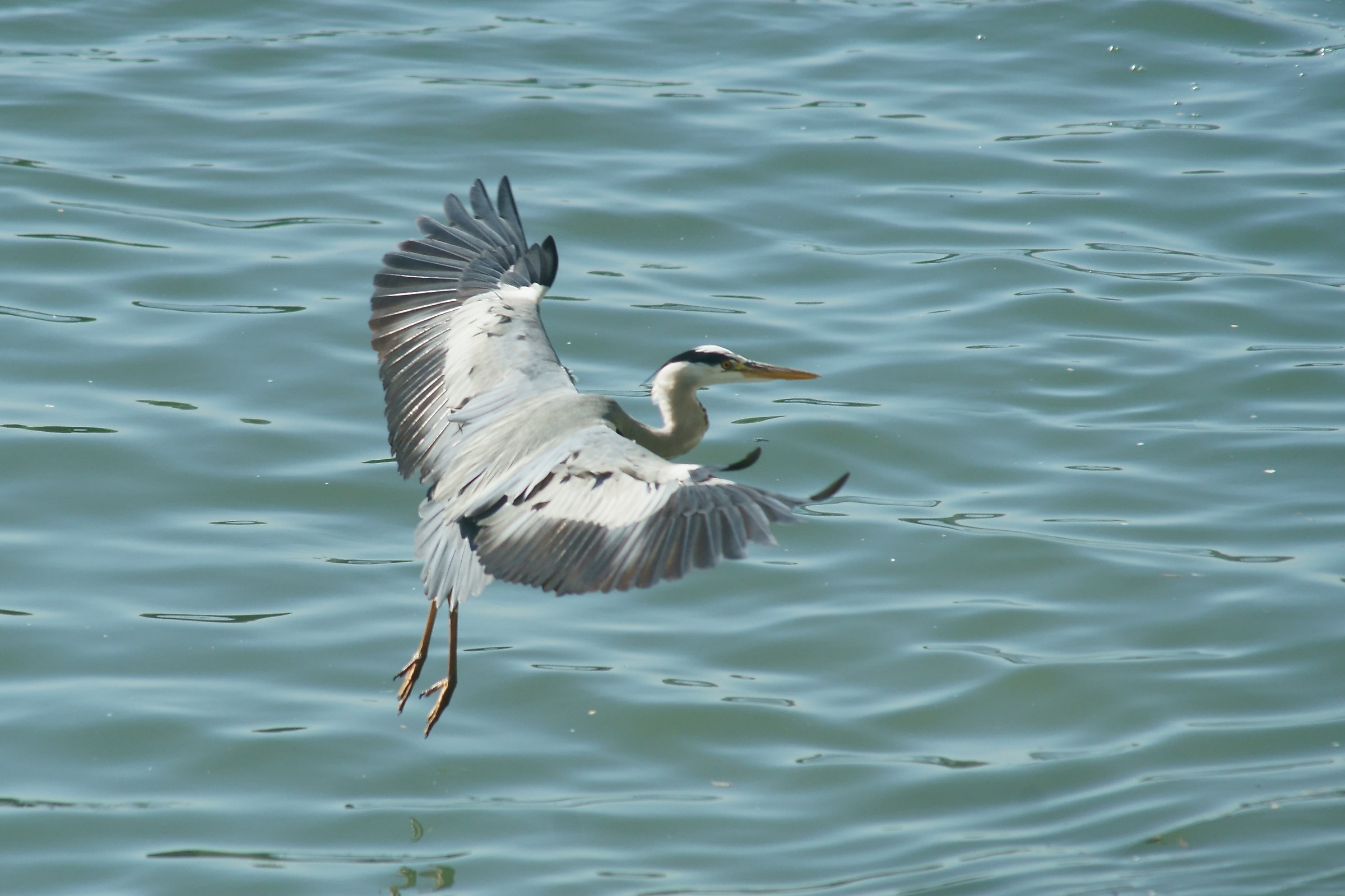 Heron landing. A99 minolta 80-200/f2,8 2xKenkoMC7.