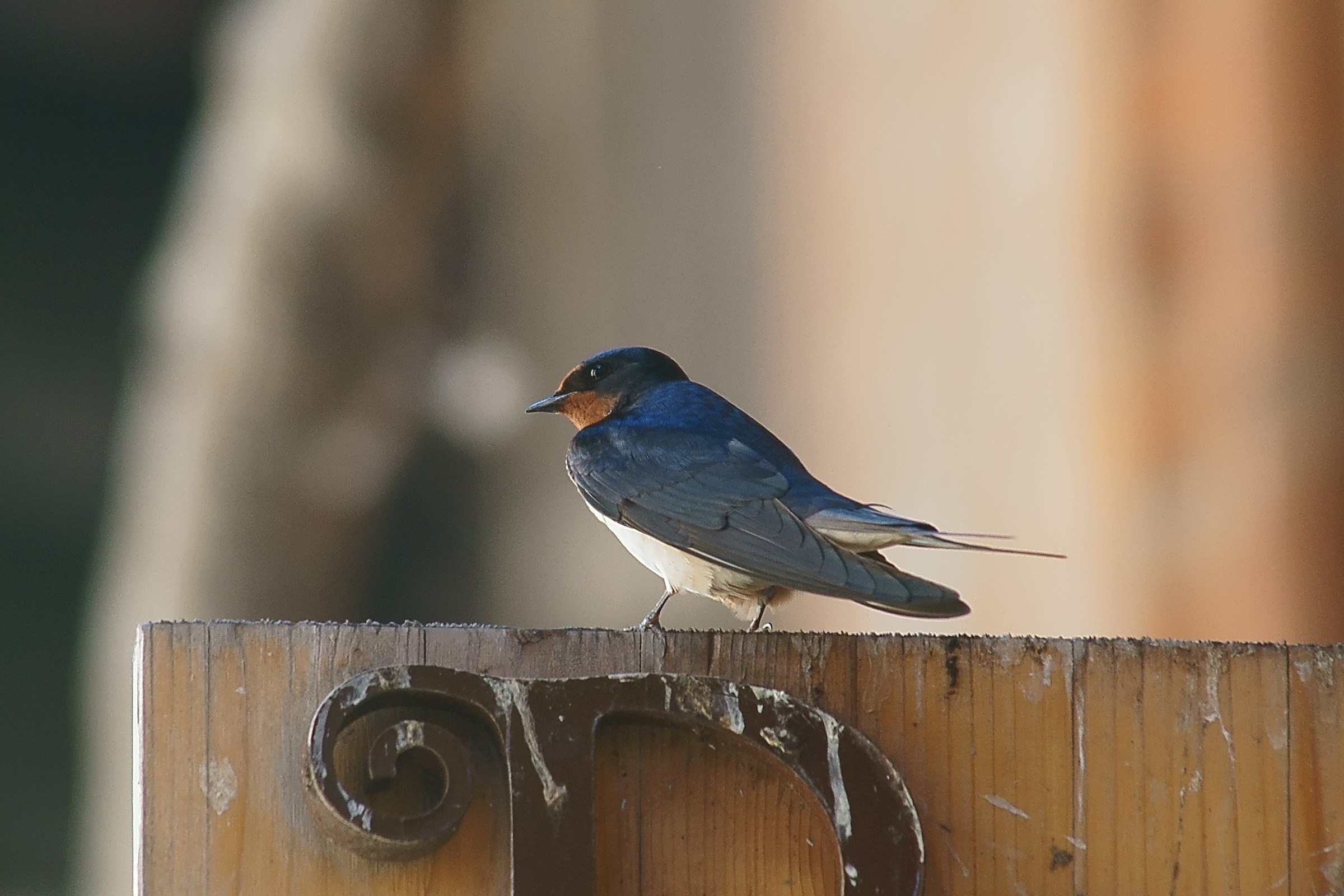 Il riposo della rondine. A99 minolta 80-200/f2,8 2xKenk