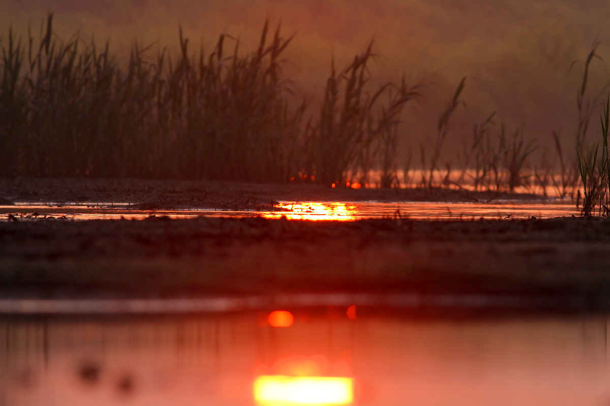 Sunrise in the swamp